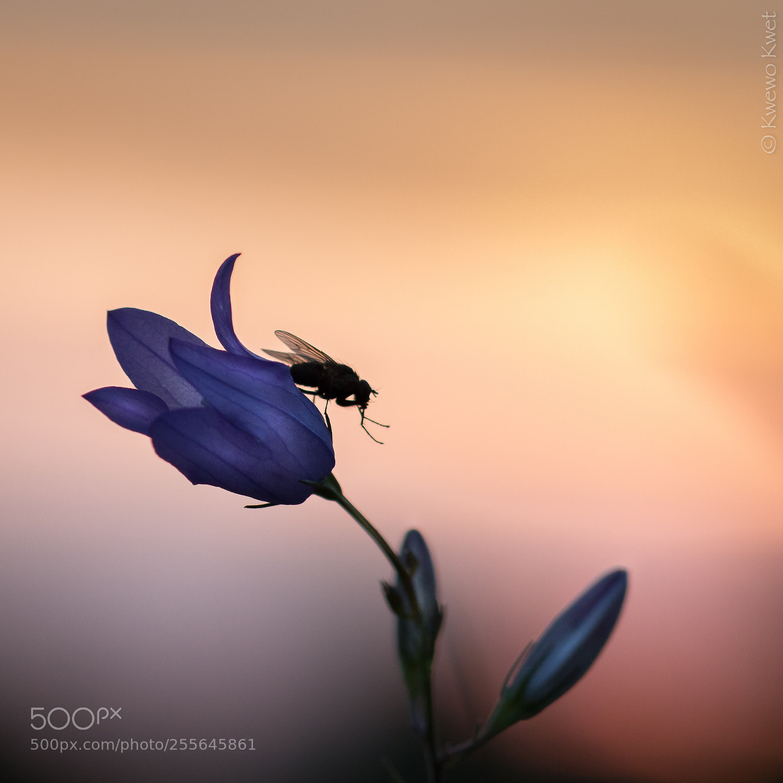 Canon EOS 700D (EOS Rebel T5i / EOS Kiss X7i) sample photo. Sunset fly photography