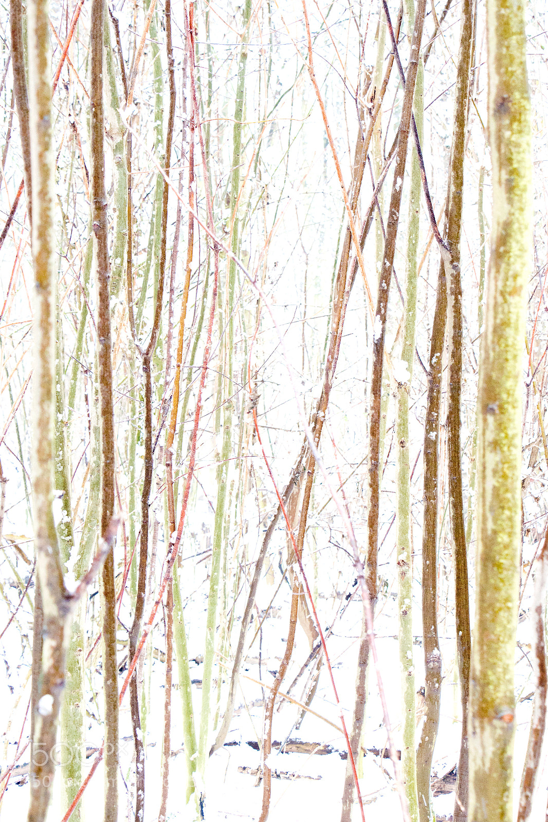 Canon EOS 700D (EOS Rebel T5i / EOS Kiss X7i) sample photo. Winter sticks photography