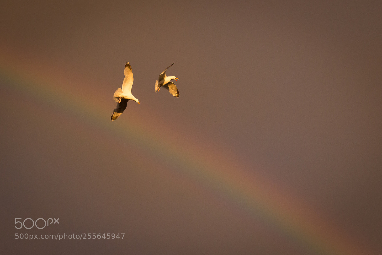 Canon EOS 700D (EOS Rebel T5i / EOS Kiss X7i) sample photo. Flying through the rainbow photography