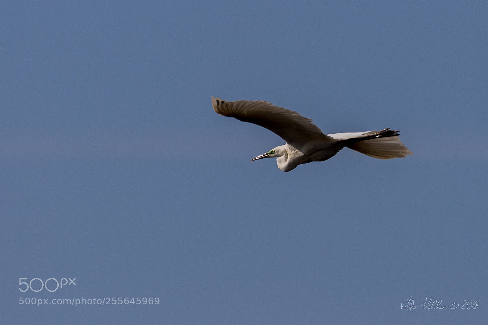 Canon EOS 7D Mark II sample photo. -0006__.jpg photography