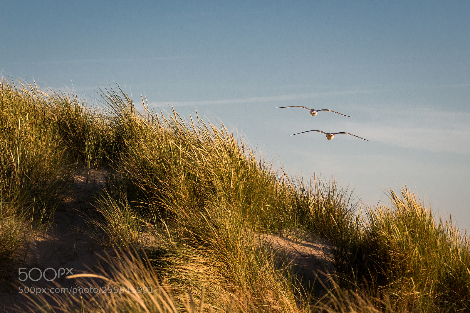 Canon EOS 700D (EOS Rebel T5i / EOS Kiss X7i) sample photo. Zandvoort sea bulls photography