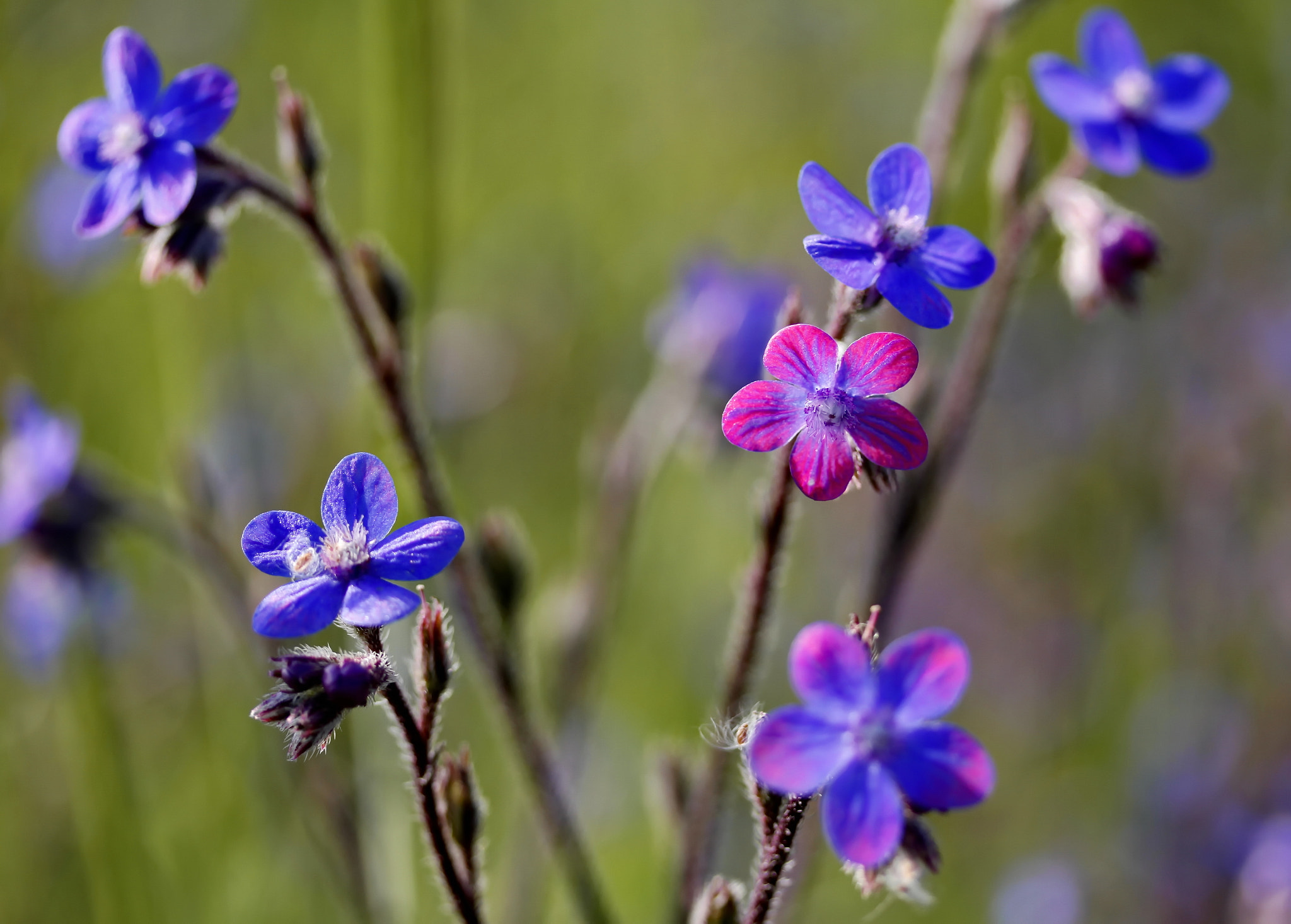 Canon EF-S 60mm F2.8 Macro USM sample photo