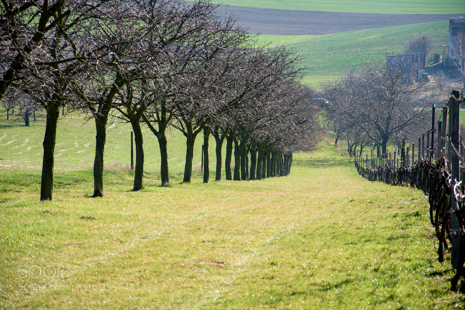 Nikon D3300 sample photo. Spring alley photography