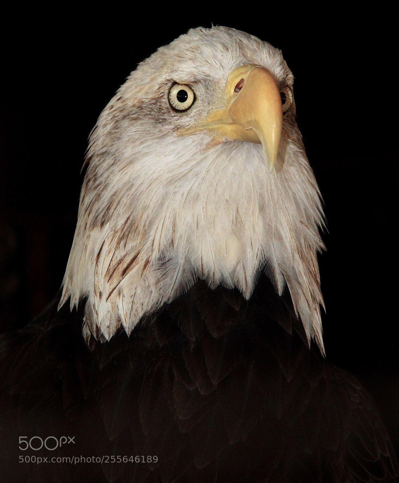 Canon EOS 7D sample photo. Bald eagle photography