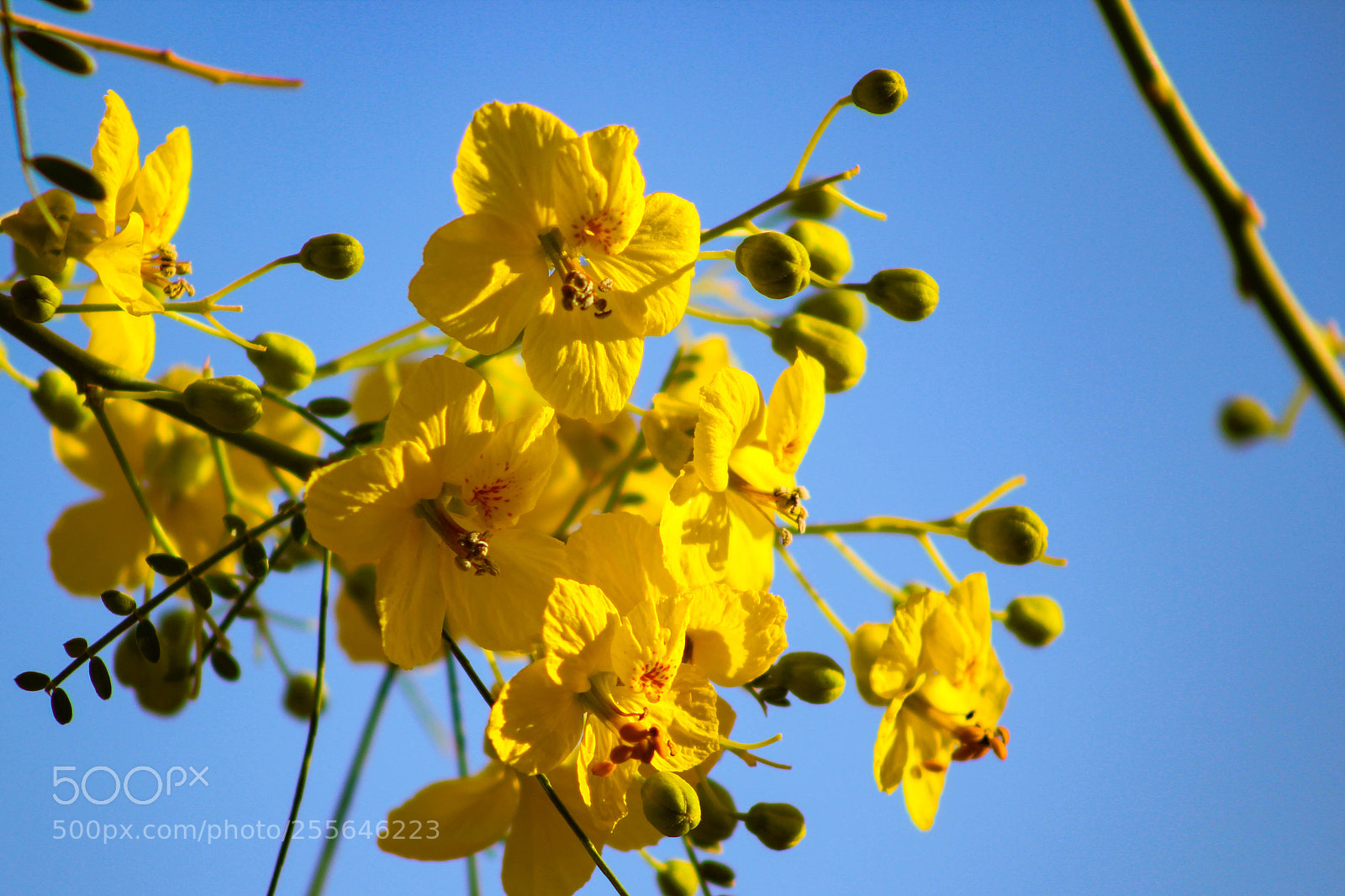 Canon EOS 1200D (EOS Rebel T5 / EOS Kiss X70 / EOS Hi) sample photo. Palo verde flowers photography