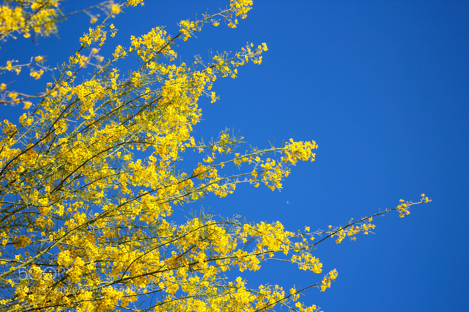 Canon EOS 1200D (EOS Rebel T5 / EOS Kiss X70 / EOS Hi) sample photo. Palo verde flowers photography