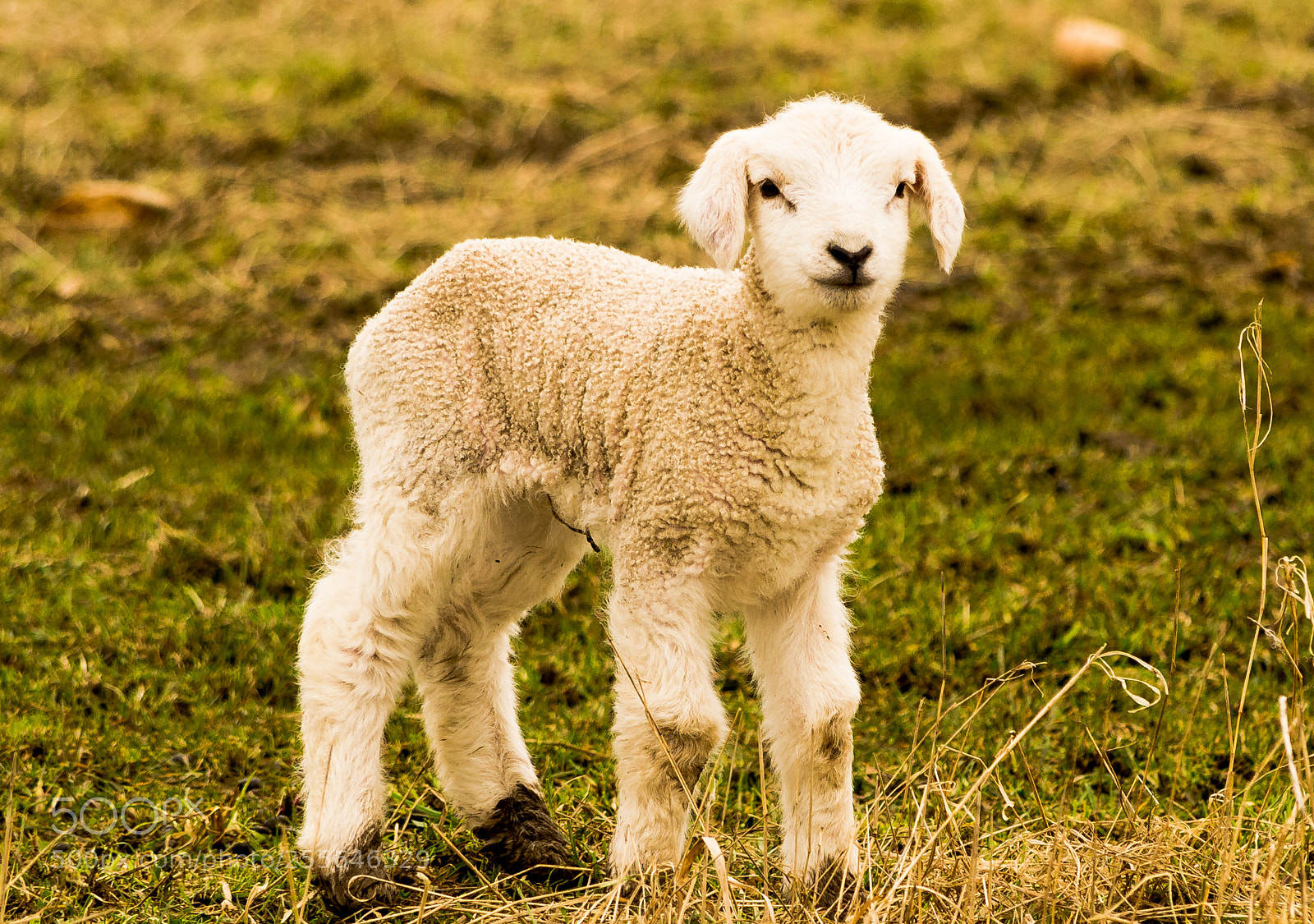 Nikon D3100 sample photo. Lamb photography