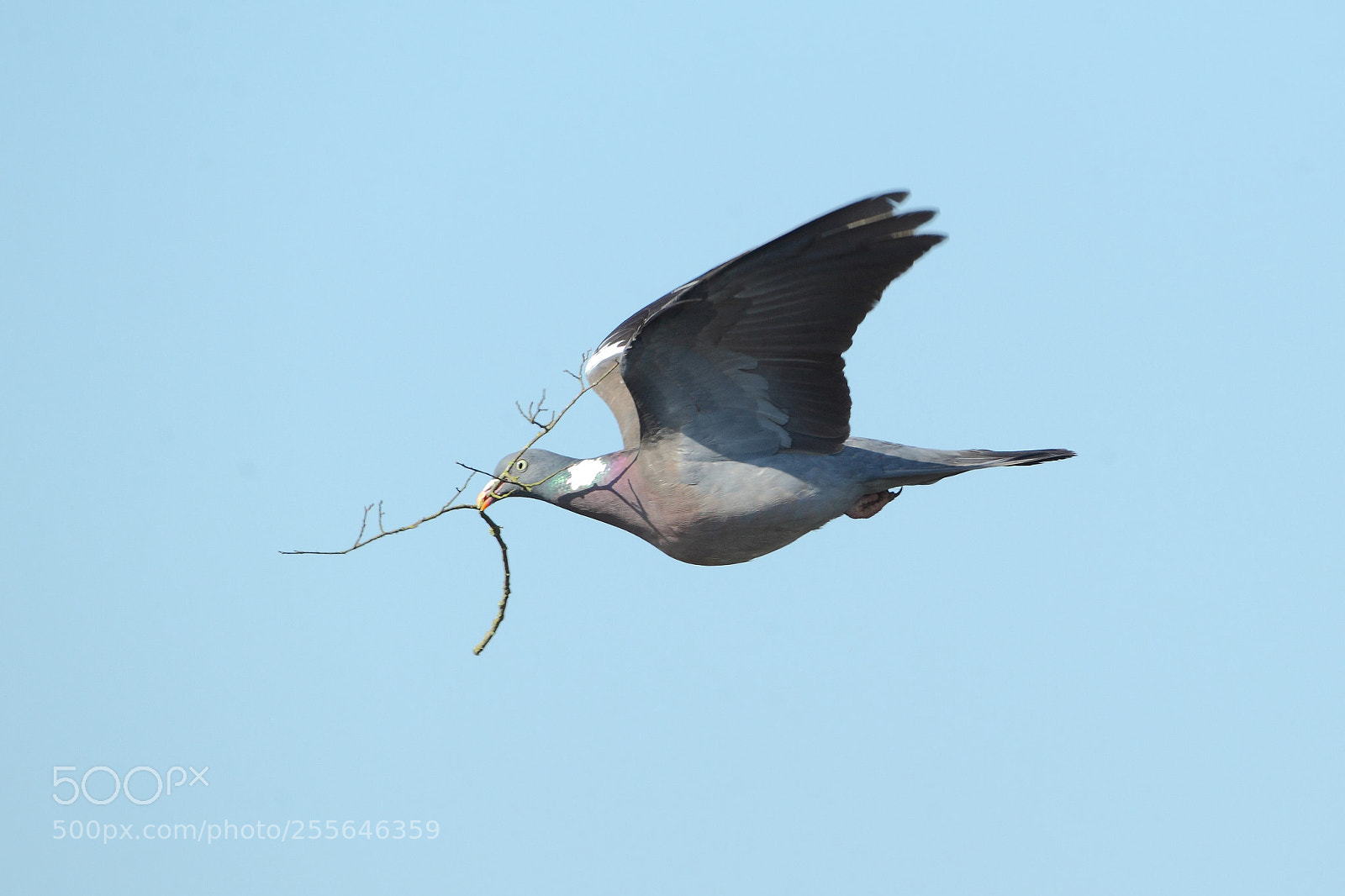 Canon EOS-1D Mark IV sample photo. 166.jpg photography