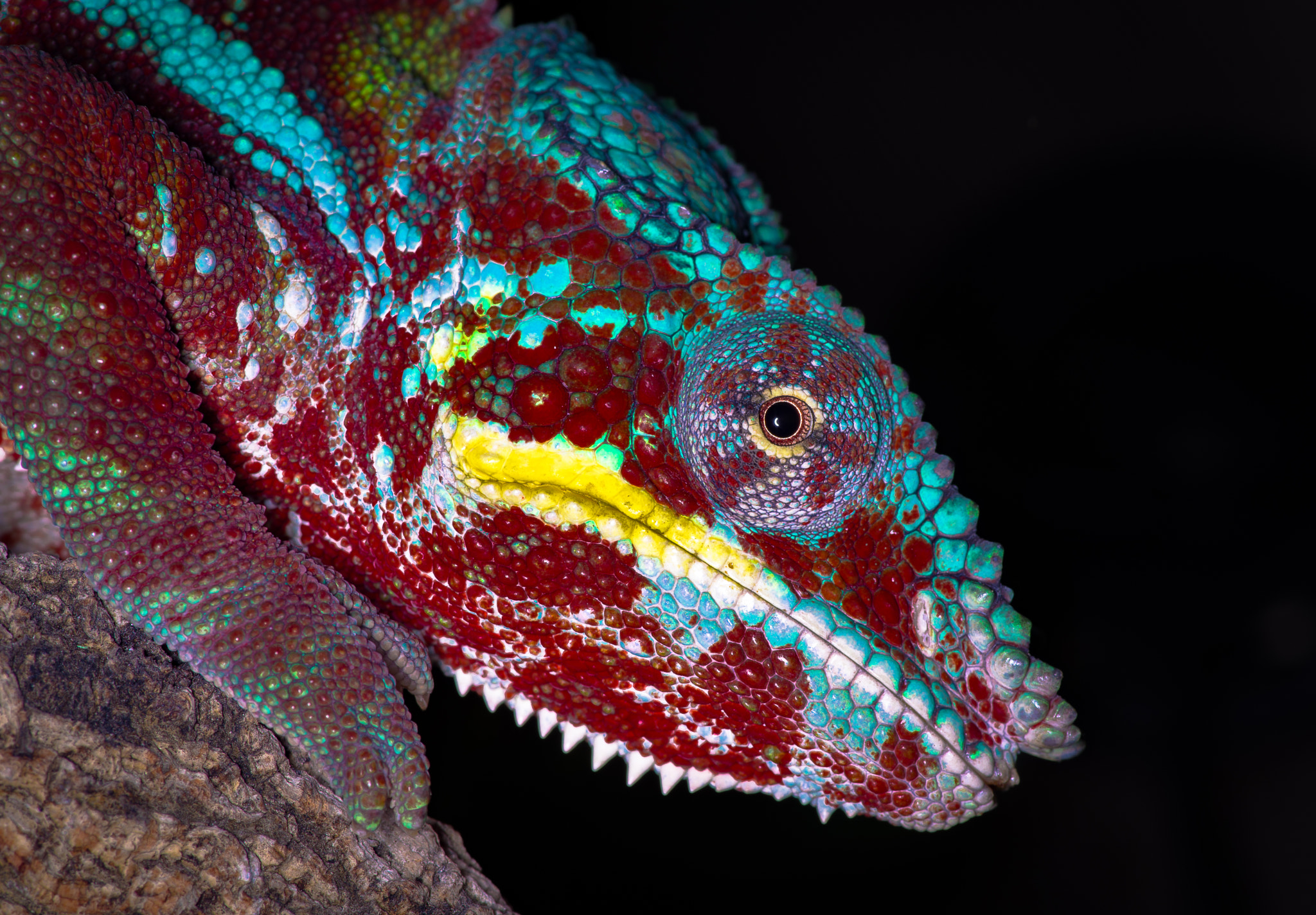 Pentax K-1 Mark II sample photo. Panther chameleon photography