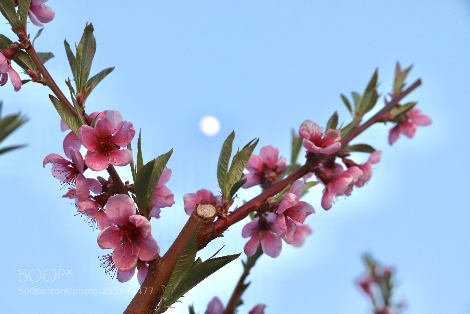 Canon EOS 800D (EOS Rebel T7i / EOS Kiss X9i) sample photo. Evening peach blossoms with photography