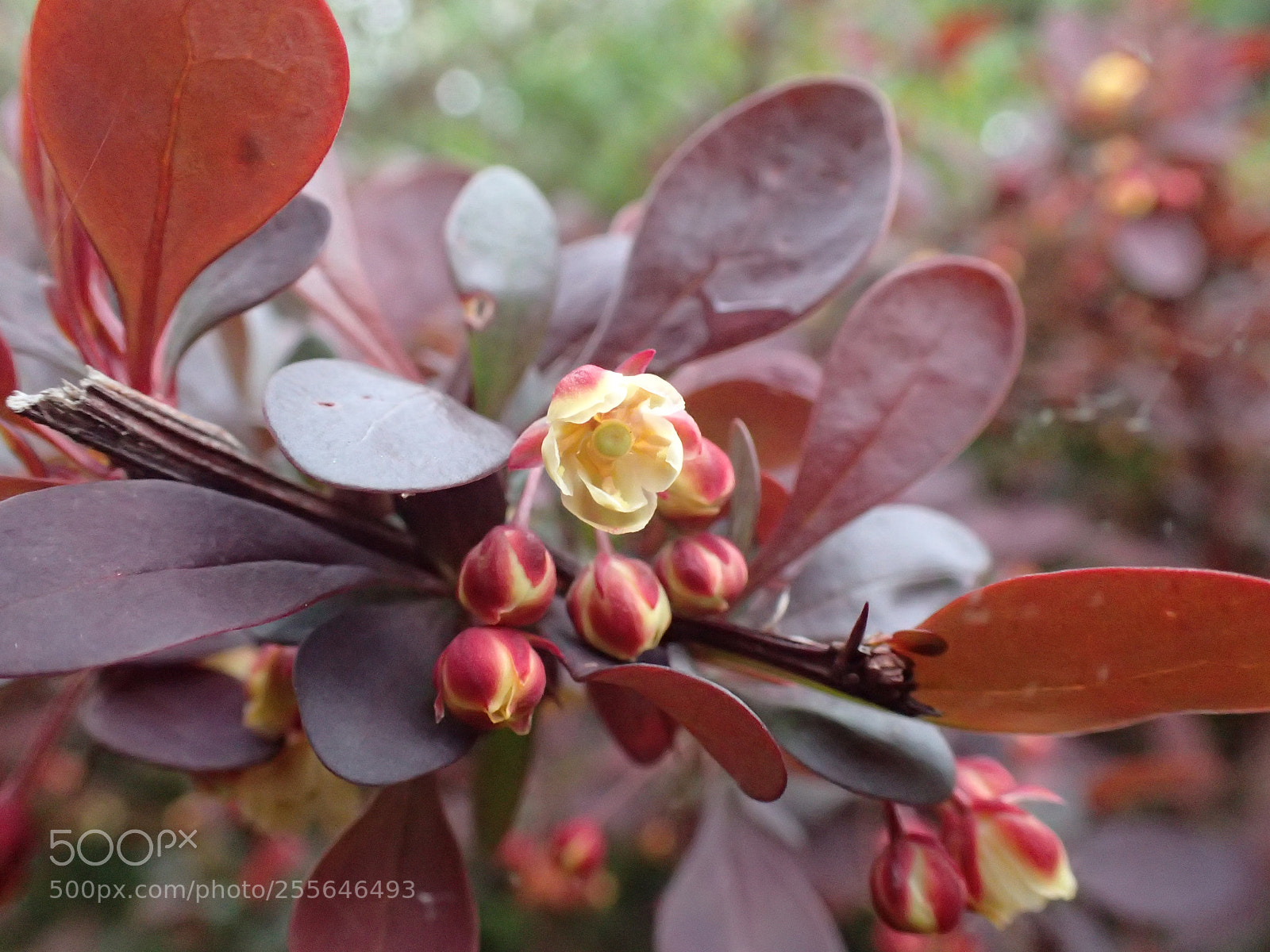 Olympus TG-4 sample photo. First of many photography