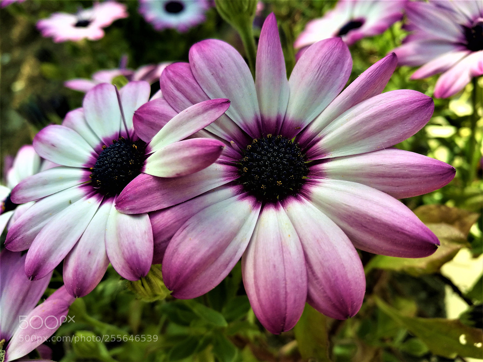 HUAWEI P9 sample photo. Purple flowers photography
