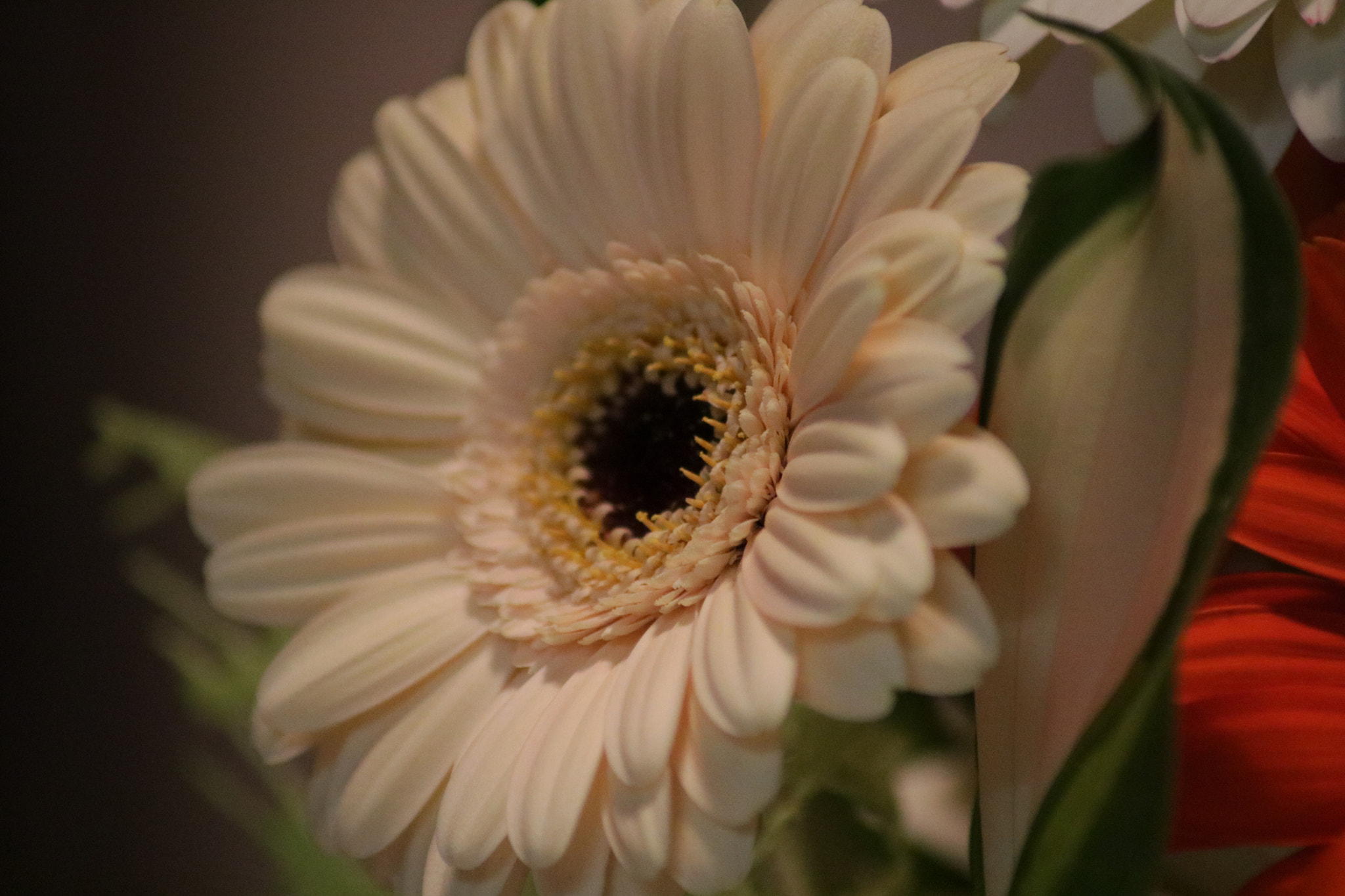 Canon EOS 760D (EOS Rebel T6s / EOS 8000D) sample photo. Gerbera photography