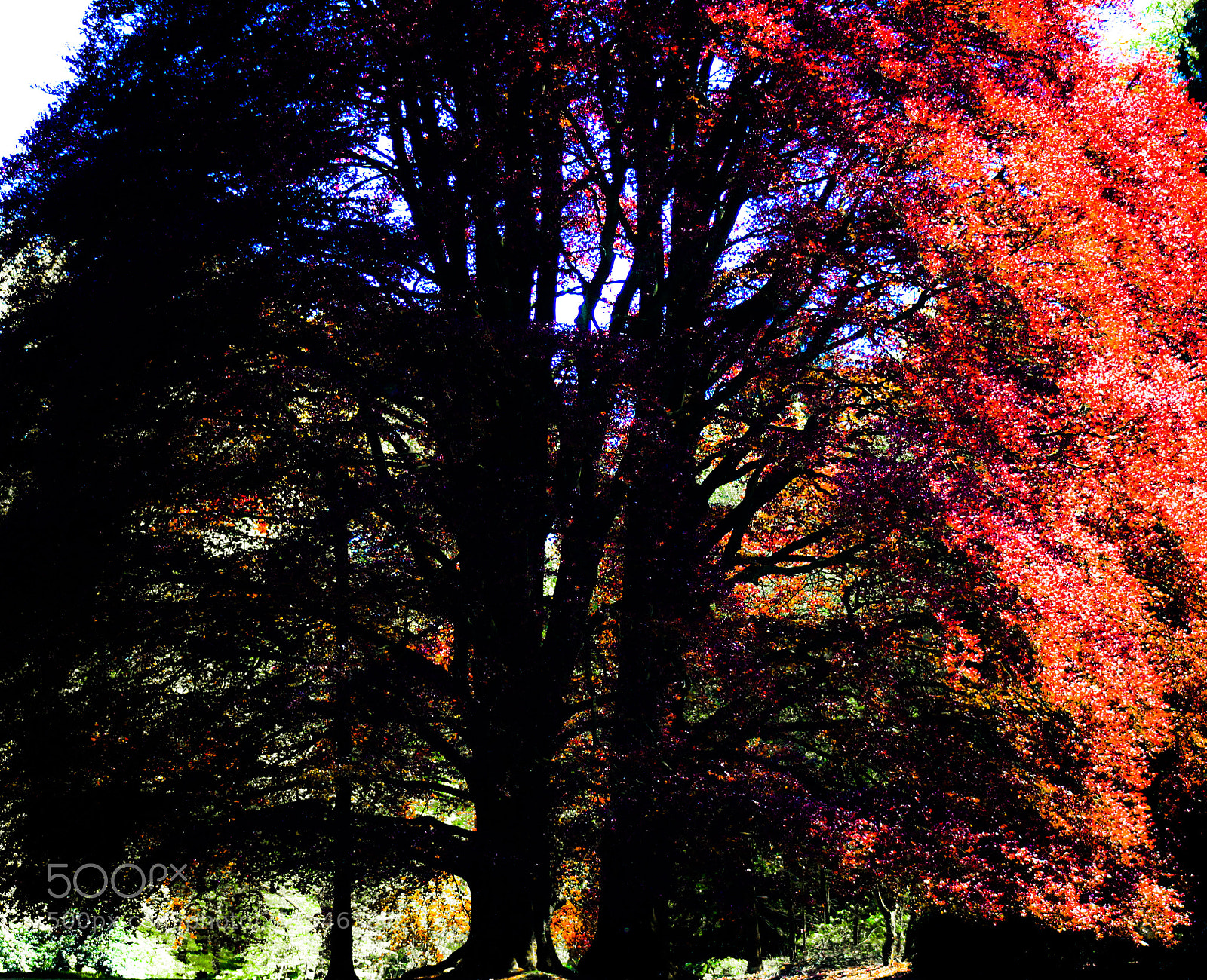 Canon EOS 600D (Rebel EOS T3i / EOS Kiss X5) sample photo. Dark and red tree photography