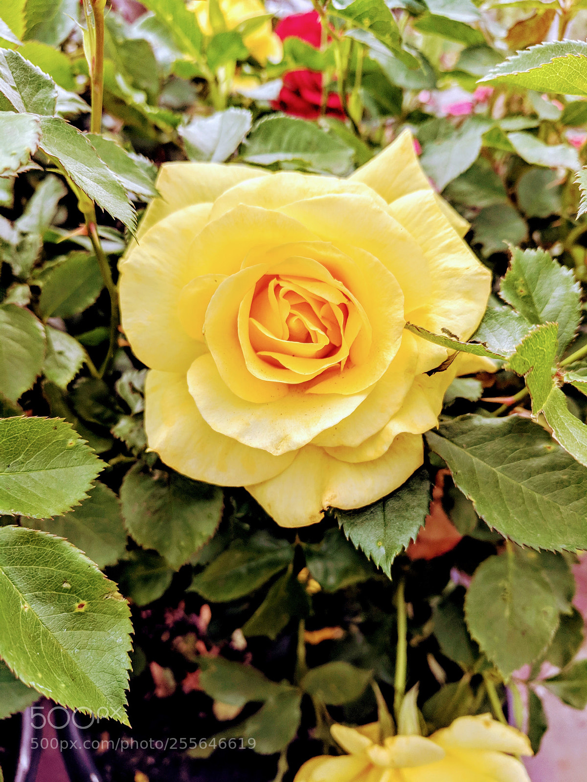 Google Pixel sample photo. Untitled photography