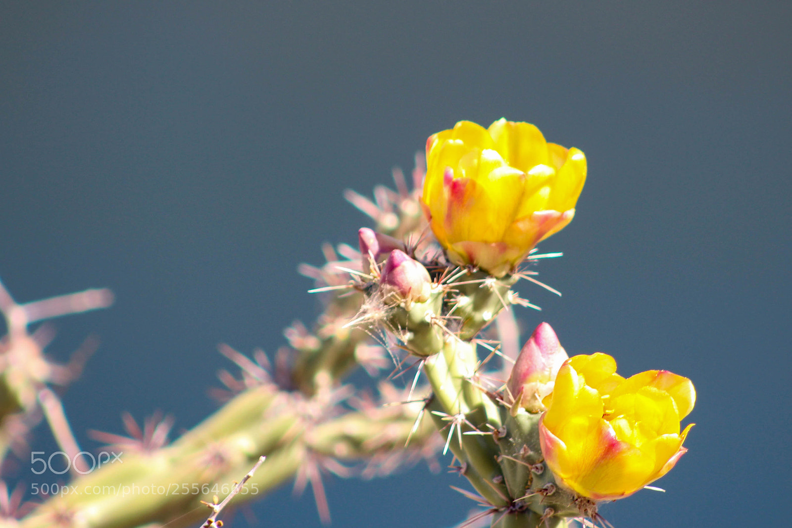 Canon EOS 1200D (EOS Rebel T5 / EOS Kiss X70 / EOS Hi) sample photo. Spring in the desert photography