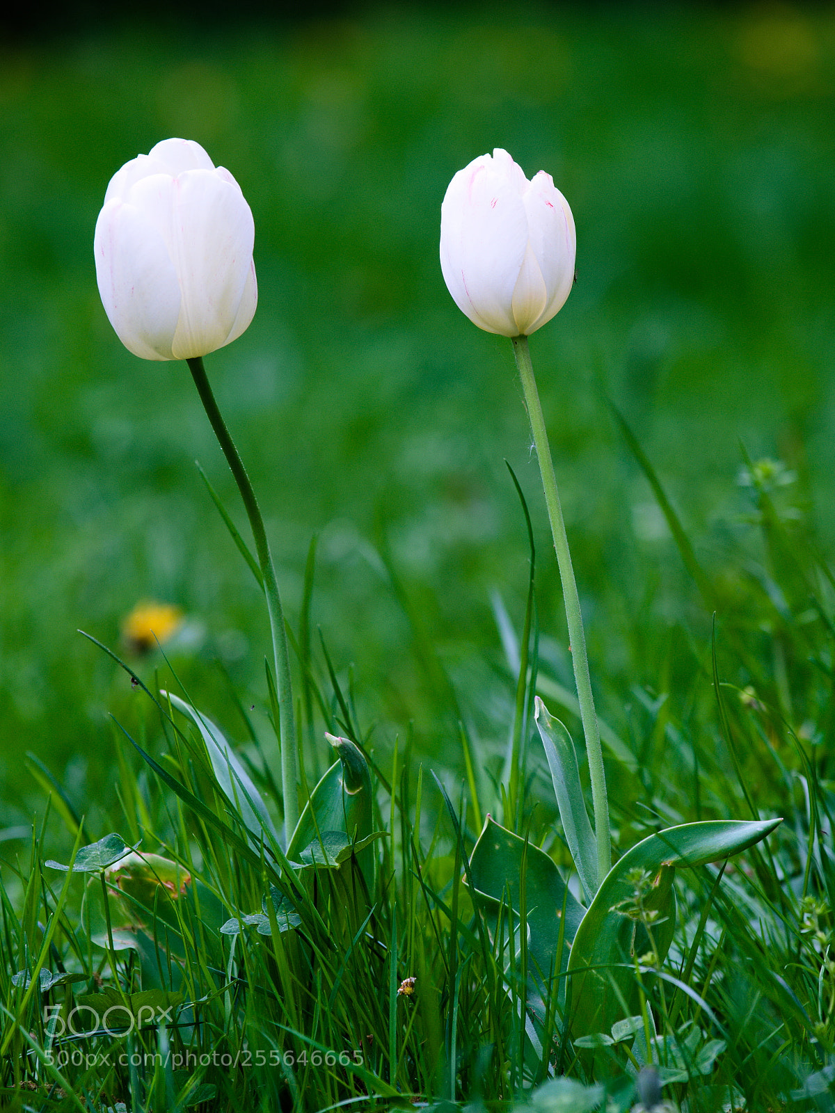 Fujifilm X-T20 sample photo. White flower photography