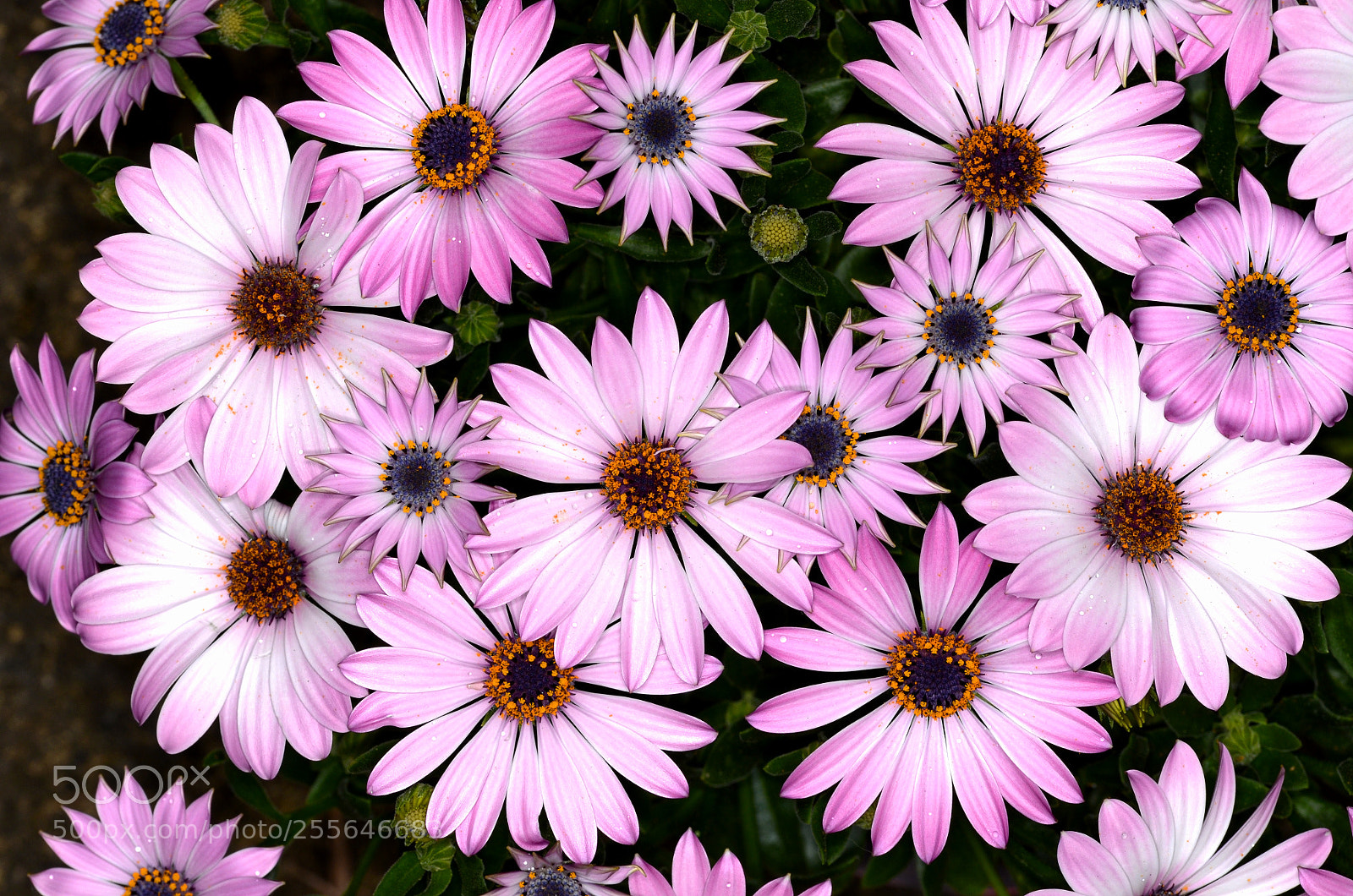 Nikon D7000 sample photo. A pink carpet photography