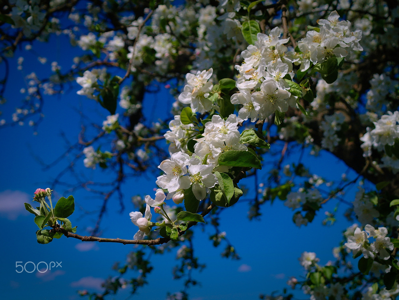 Samsung NX5 sample photo. Spring photography