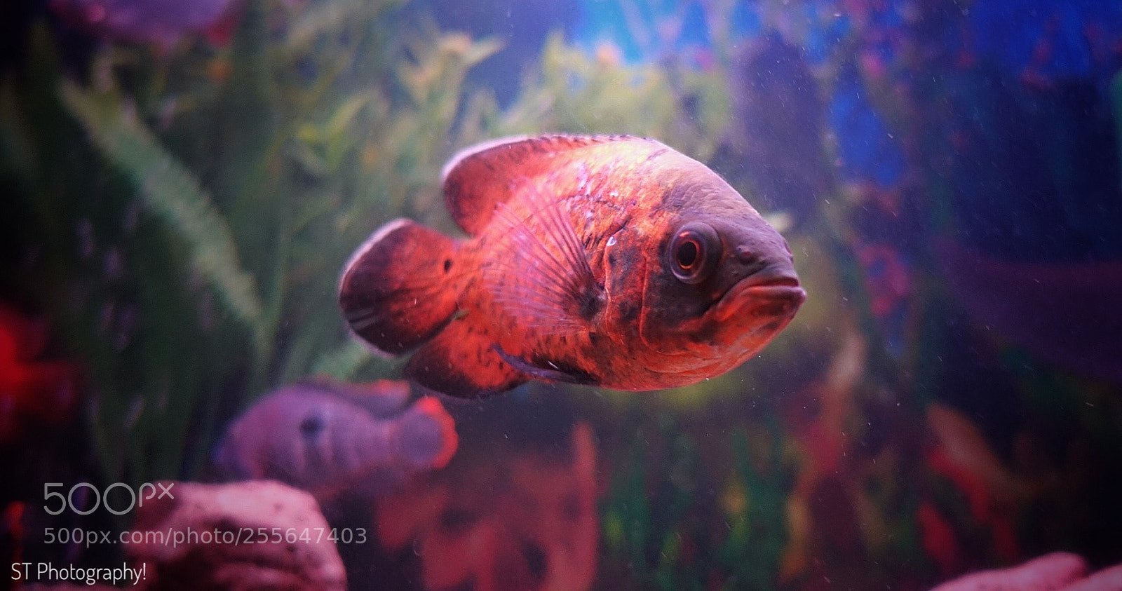 Sony Cyber-shot DSC-RX100 IV sample photo. Oscar iii photography