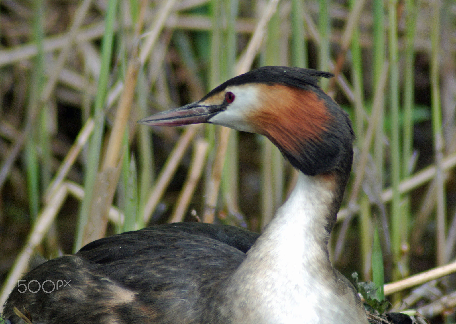 Nikon 1 V1 sample photo. Grebe photography