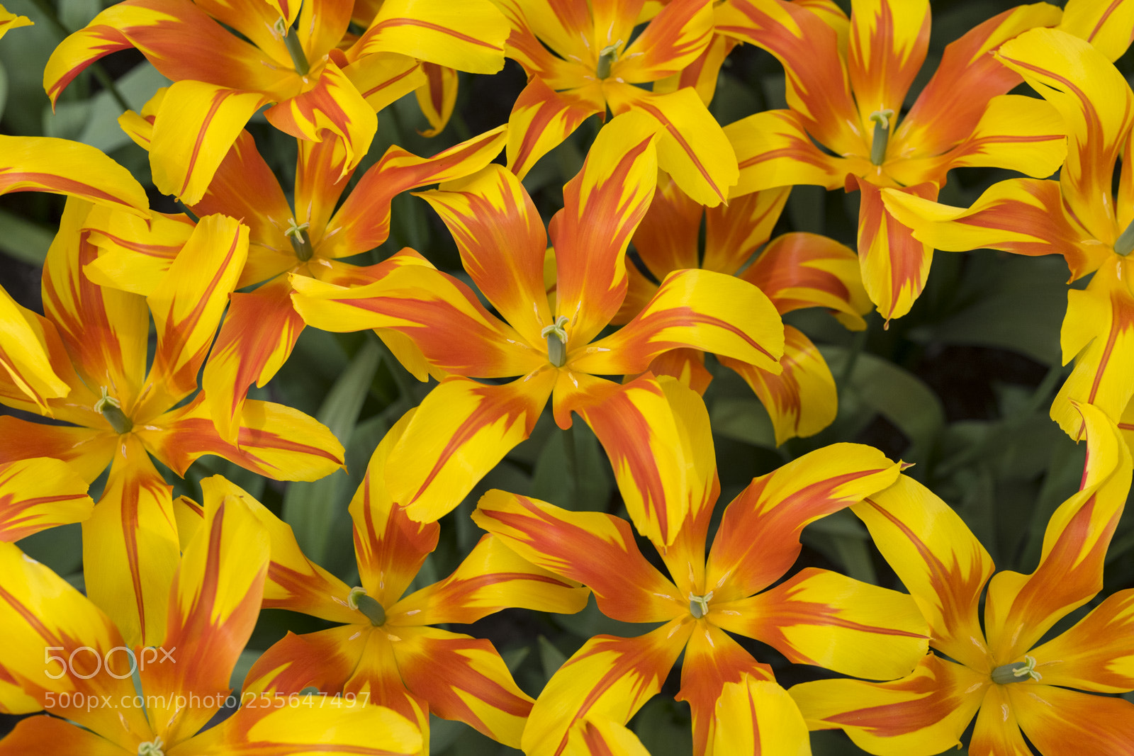 Nikon D850 sample photo. Tulips photography