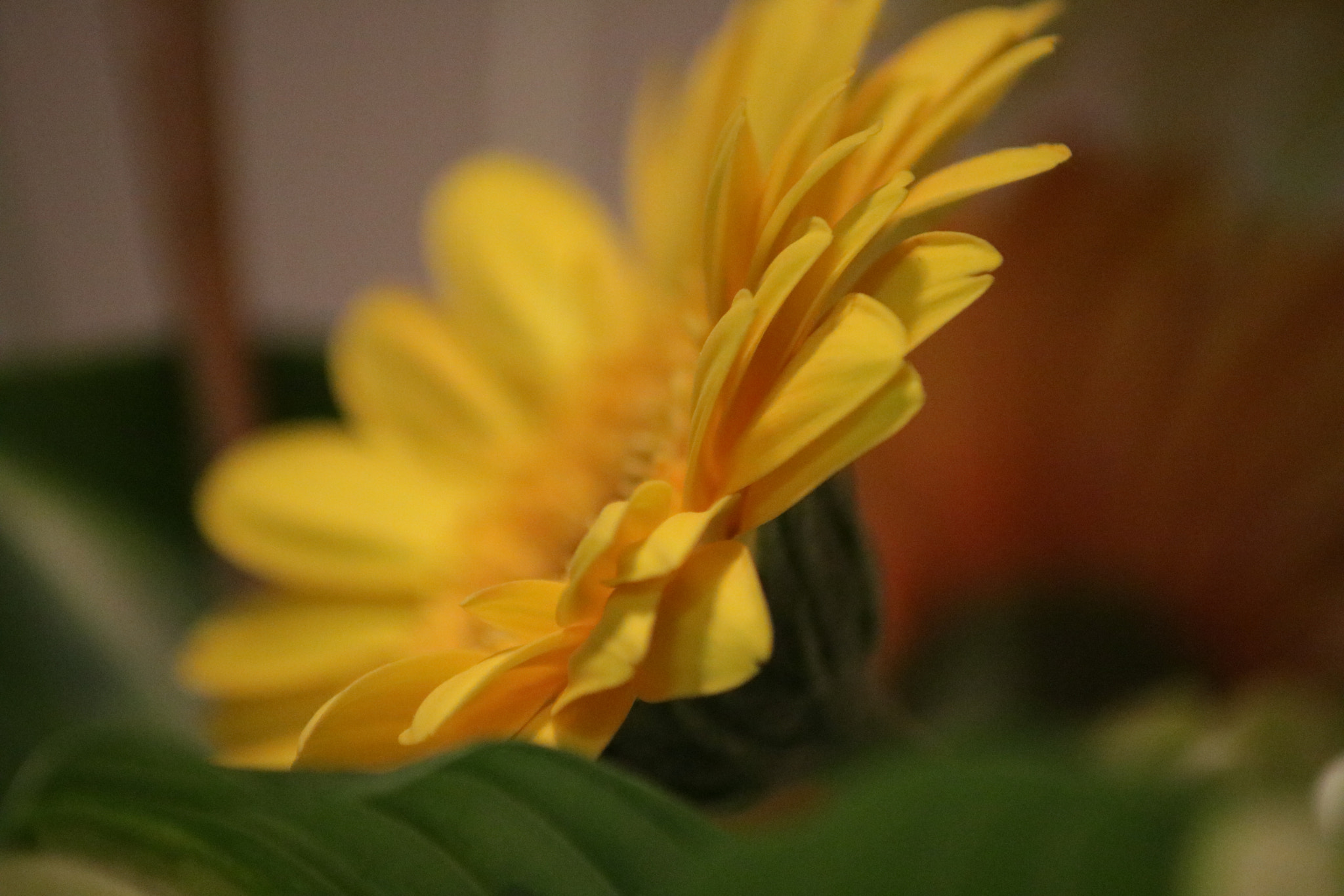 Canon EOS 760D (EOS Rebel T6s / EOS 8000D) sample photo. Yellow gerbera photography