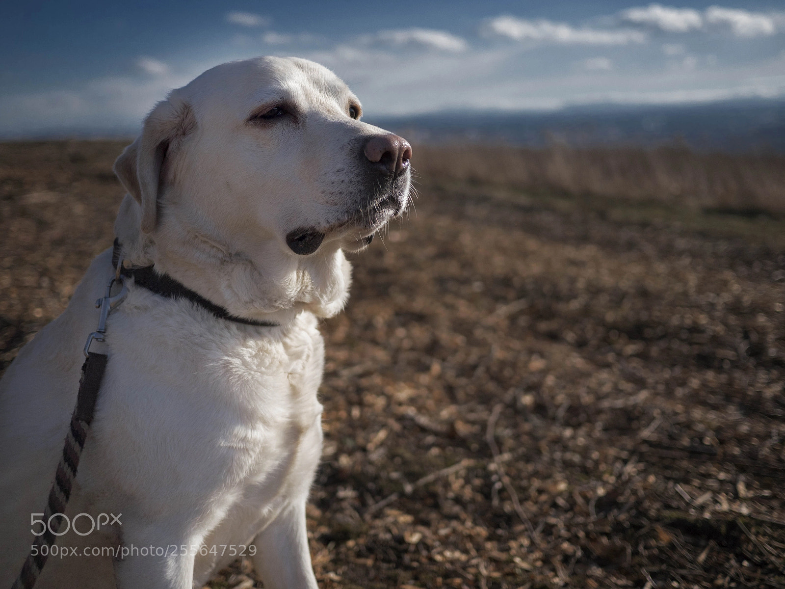Panasonic Lumix DMC-GH4 sample photo. Mamba photography