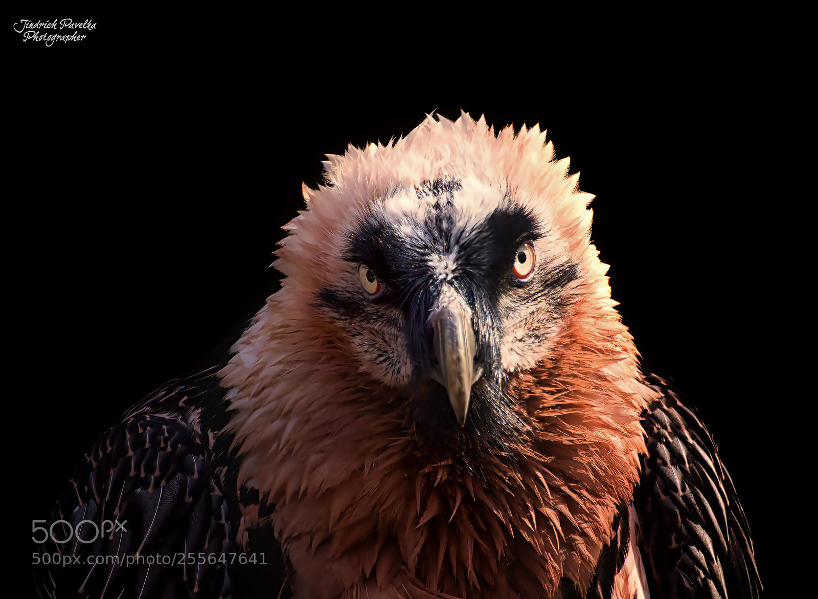Canon EOS 100D (EOS Rebel SL1 / EOS Kiss X7) sample photo. Bearded vulture / gypaetus barbatus photography