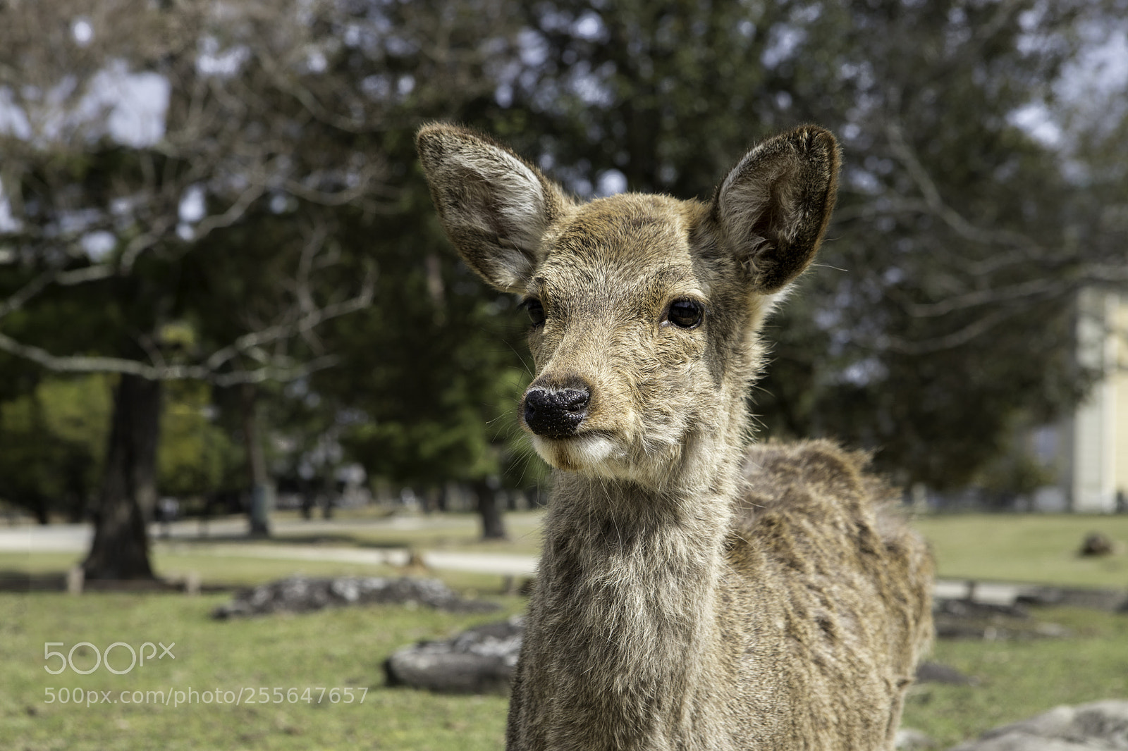 Canon EOS 6D Mark II sample photo. Bambi photography