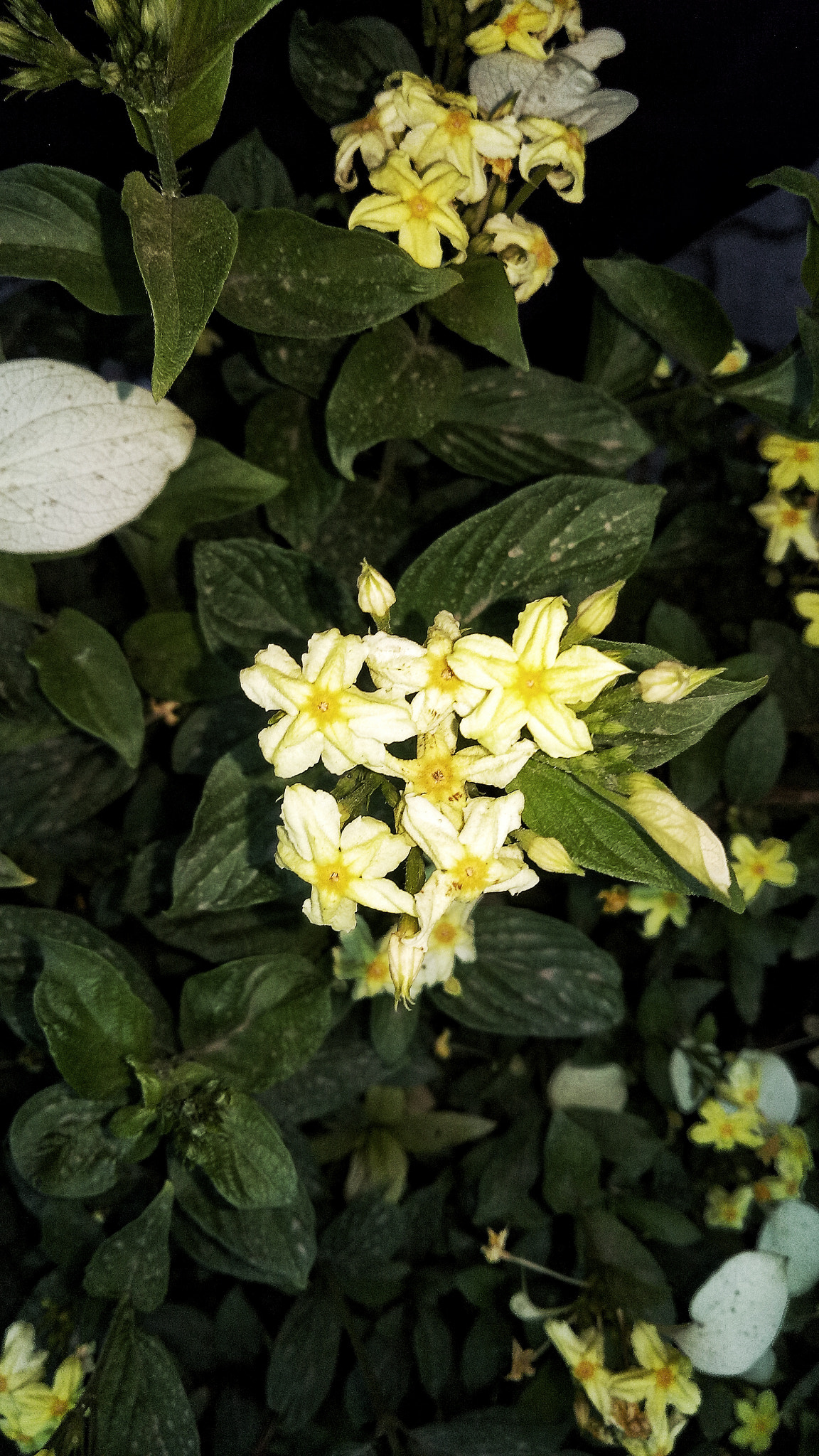 OPPO CPH1609 sample photo