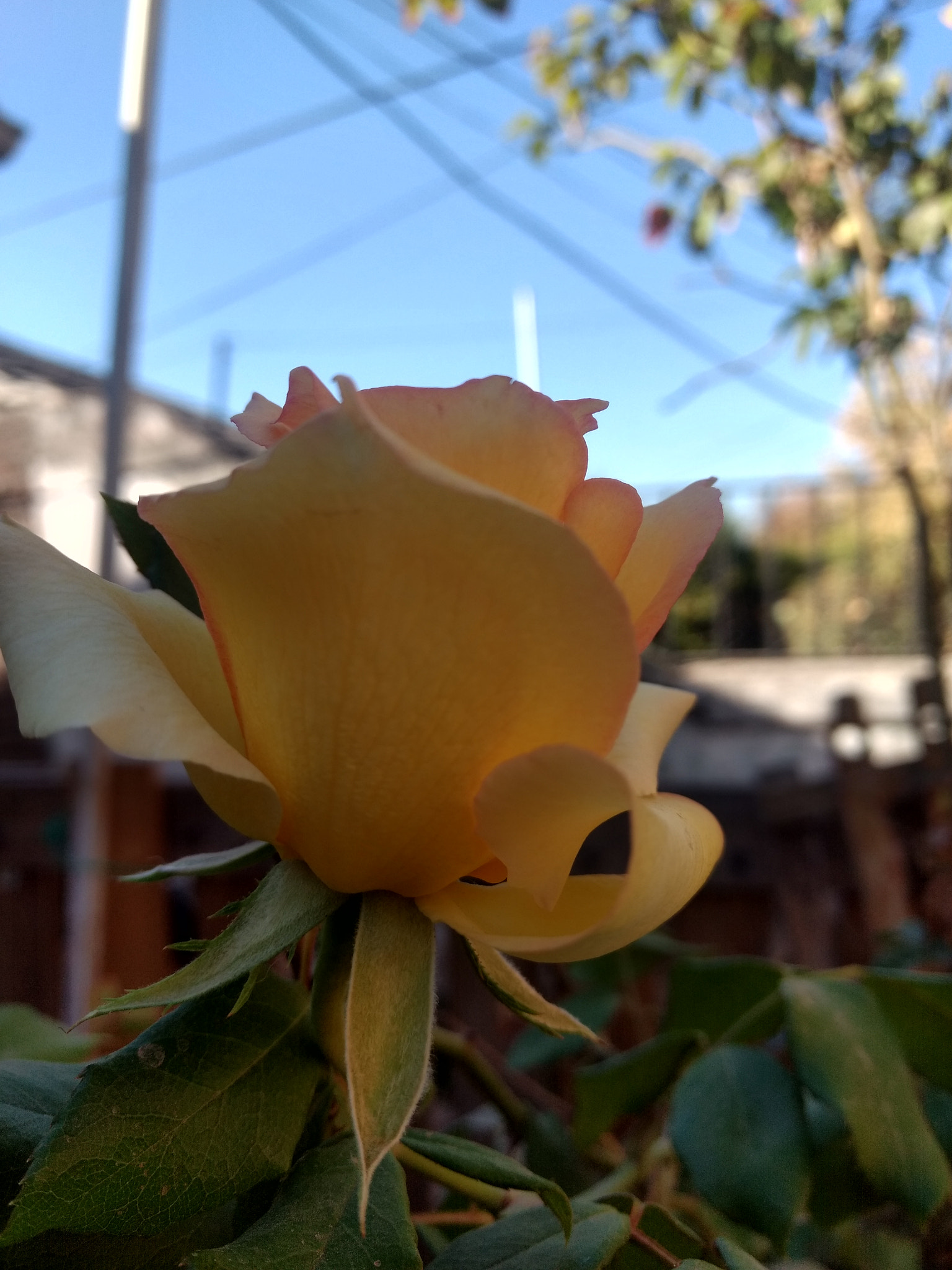 Motorola Moto Z Play sample photo