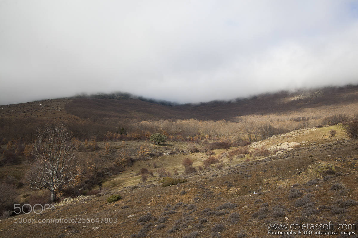 Canon EOS 5D Mark II sample photo. El egido photography