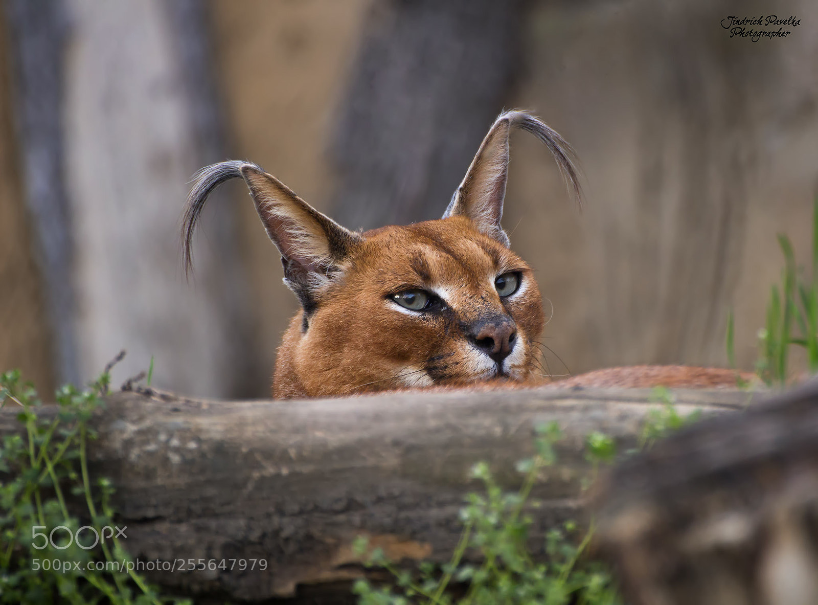 Canon EOS 100D (EOS Rebel SL1 / EOS Kiss X7) sample photo. Caracal / caracal caracal photography