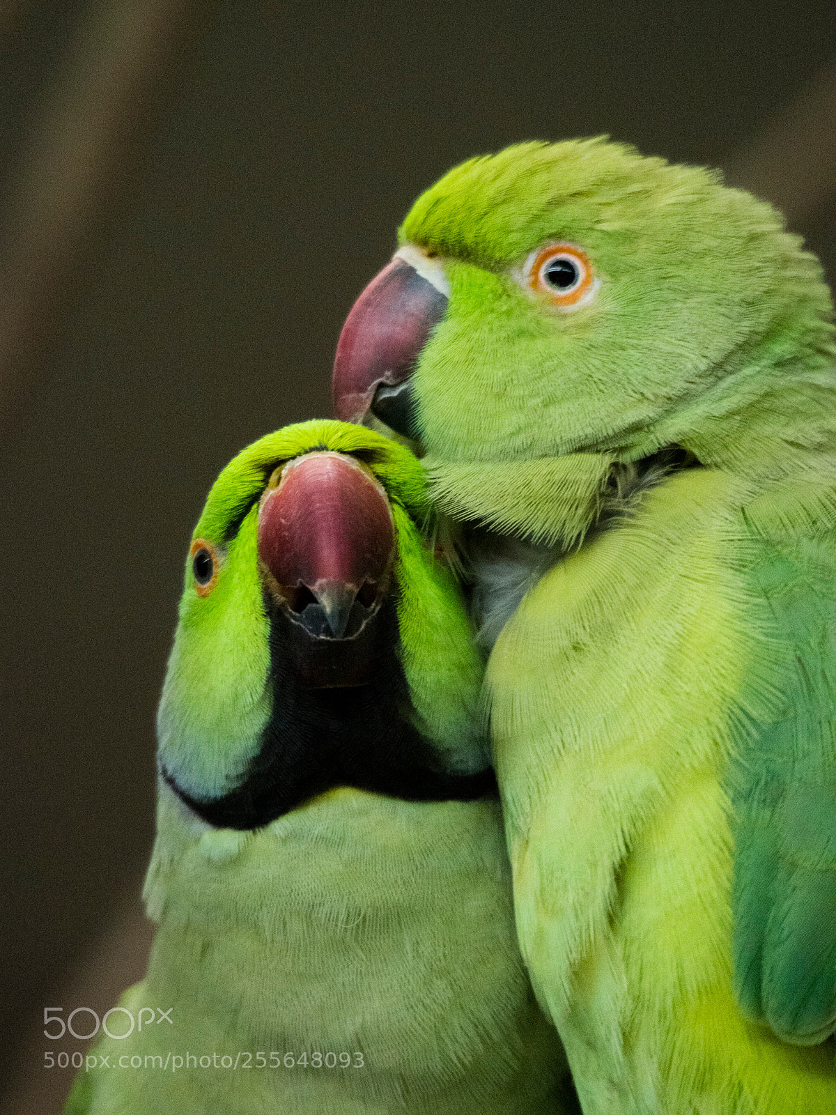 Olympus OM-D E-M5 sample photo. Parrot caresses photography