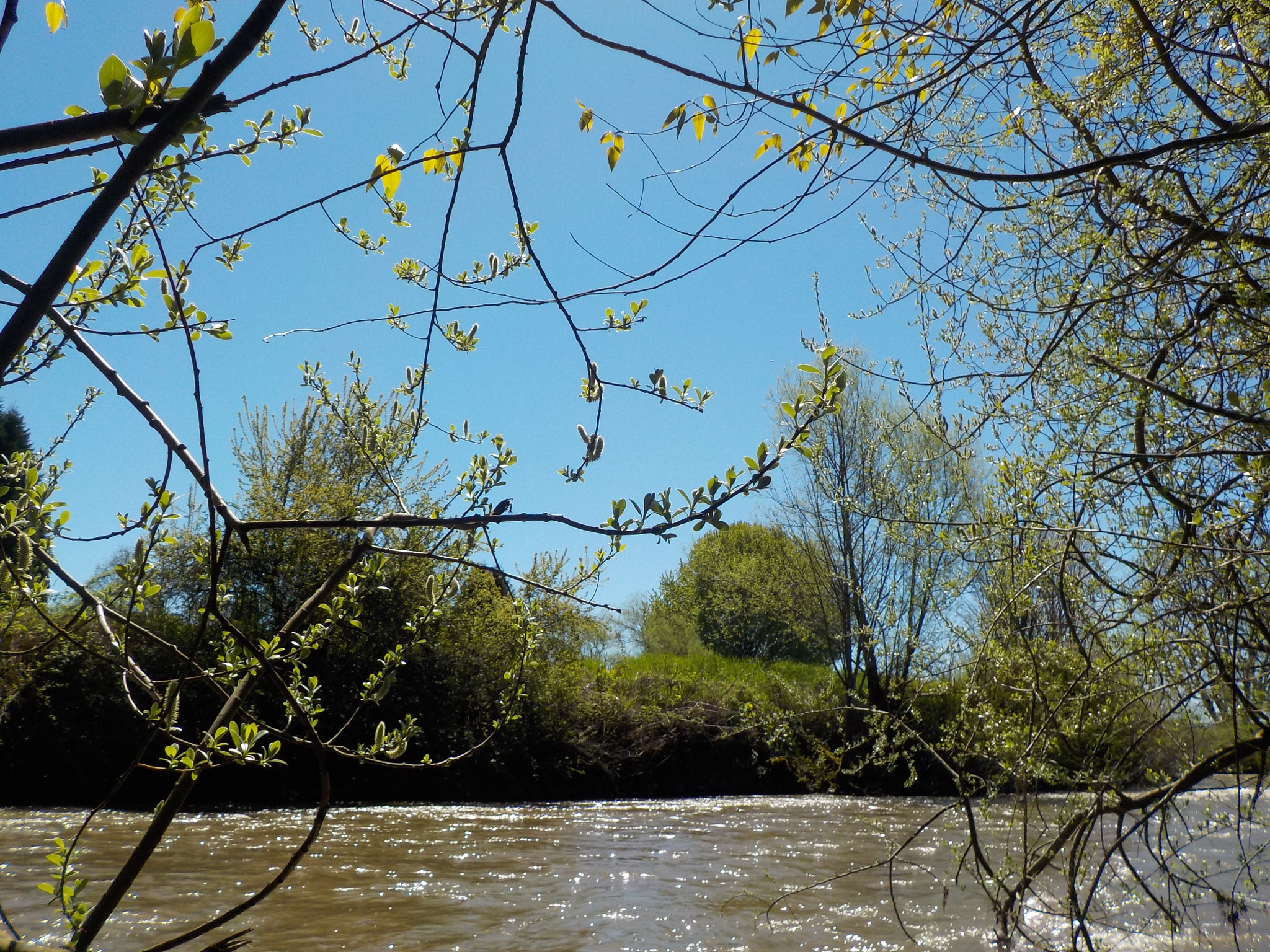 Nikon Coolpix S33 sample photo. Trees overlooking riverbank photography