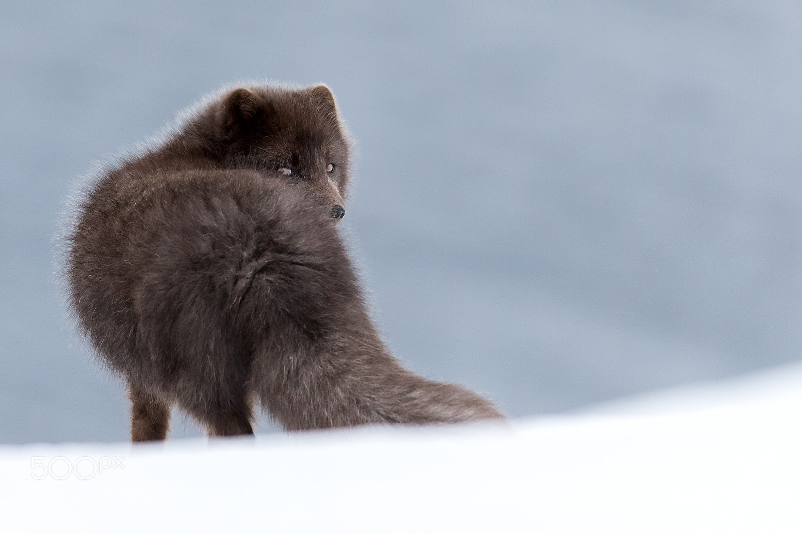 Canon EOS-1D X Mark II sample photo. Arctic fox - iceland photography