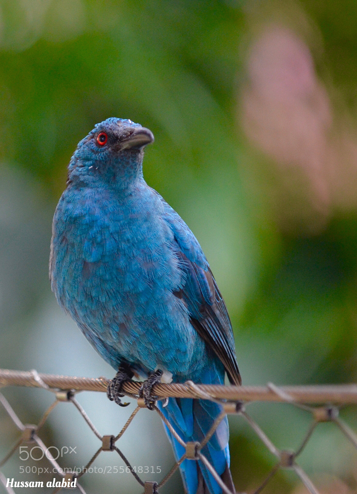Nikon D7000 sample photo. Birds  photography