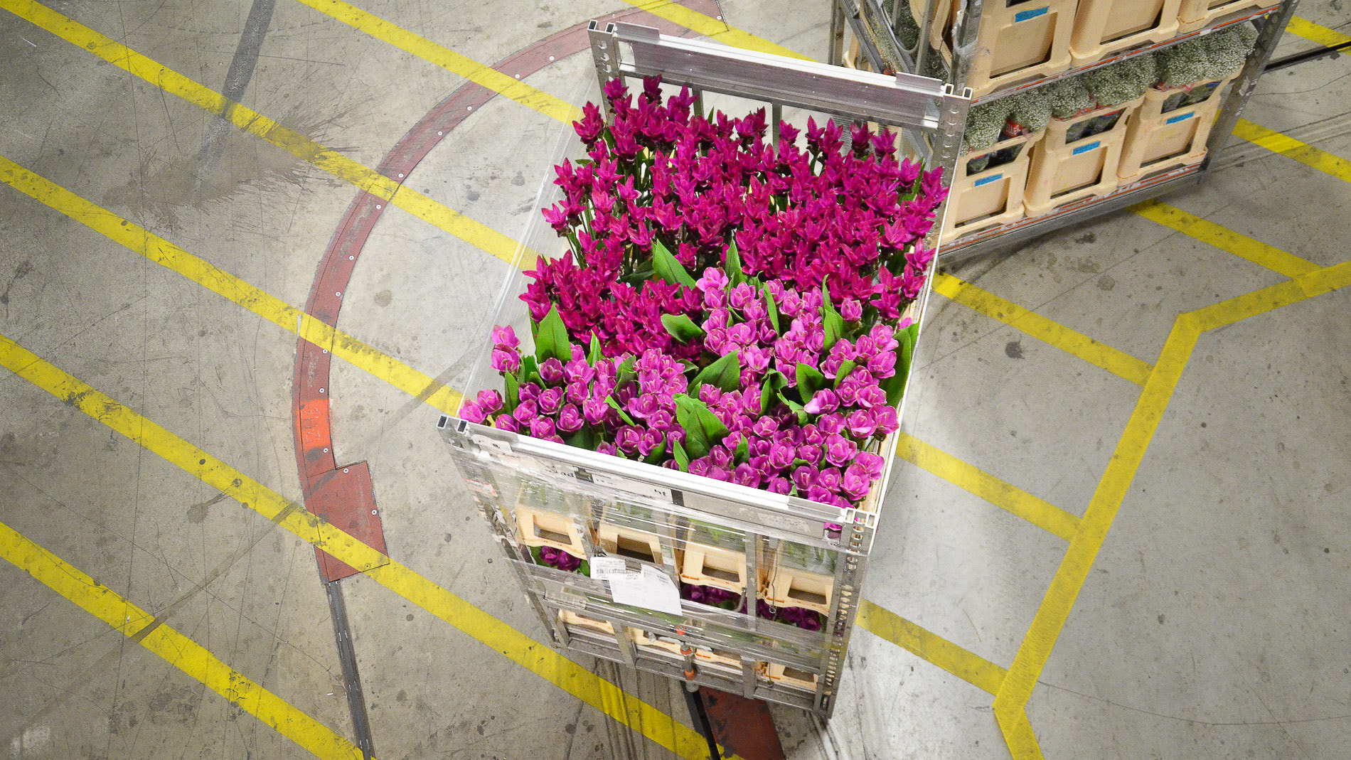 FloraHolland, the world’s largest flower auction
