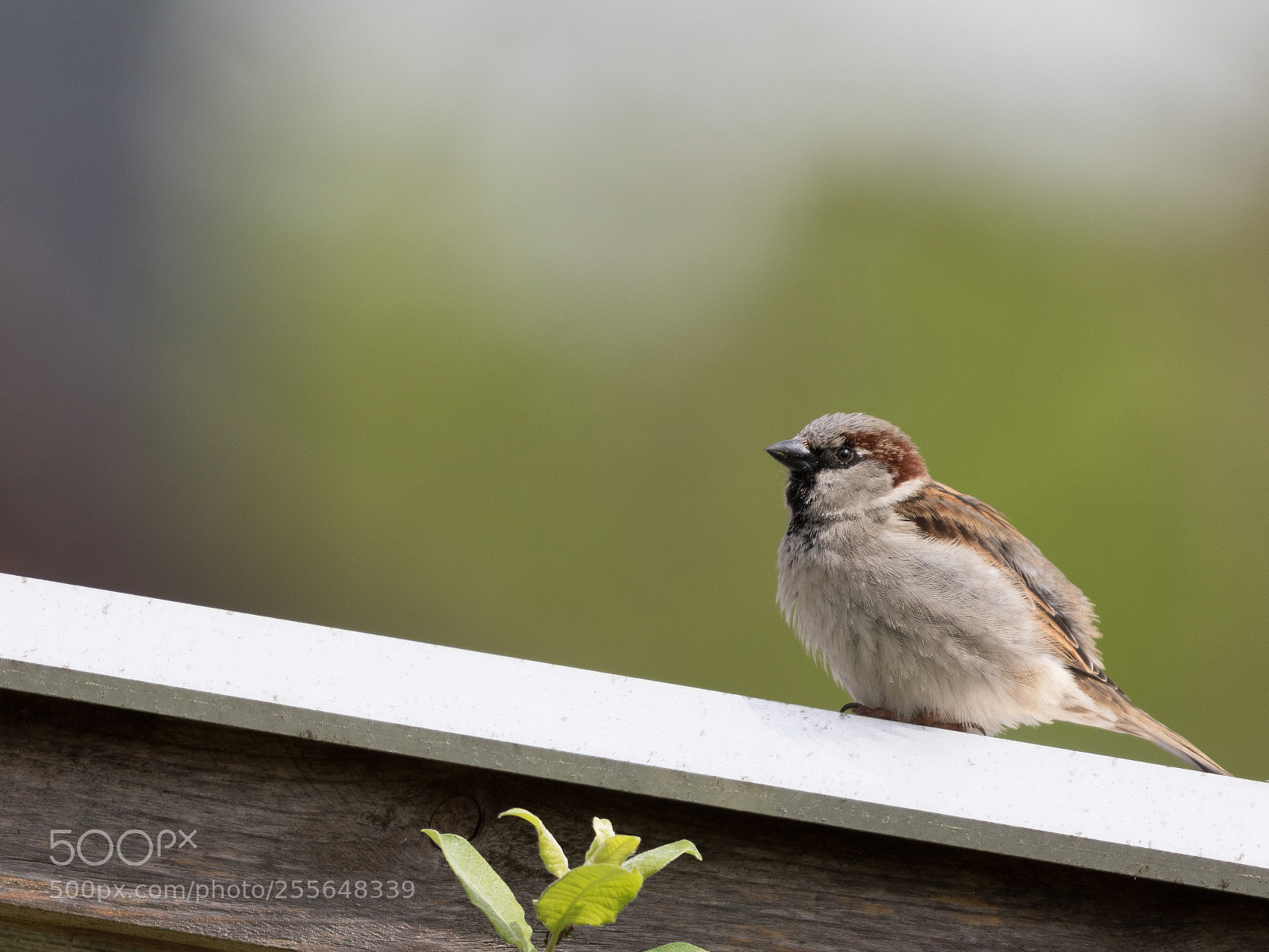 Canon EOS 760D (EOS Rebel T6s / EOS 8000D) sample photo. Spatz photography