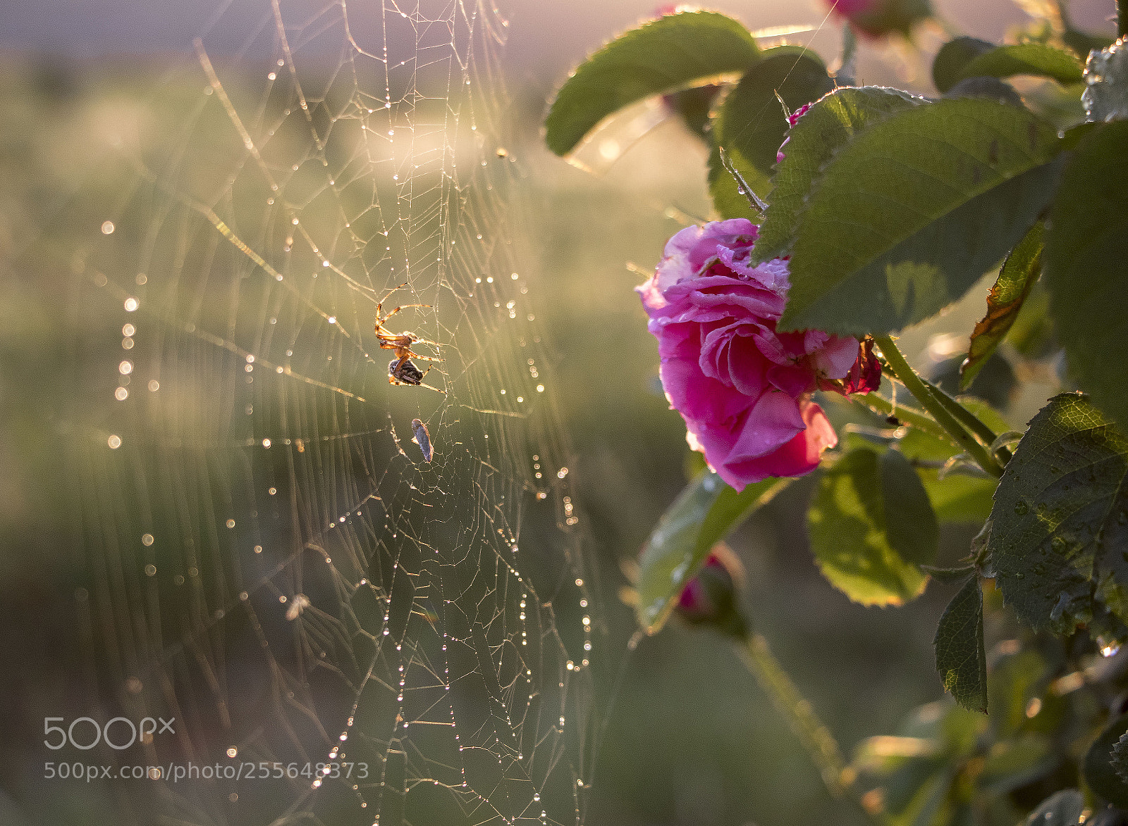 Canon EOS 77D (EOS 9000D / EOS 770D) sample photo. Spider web photography