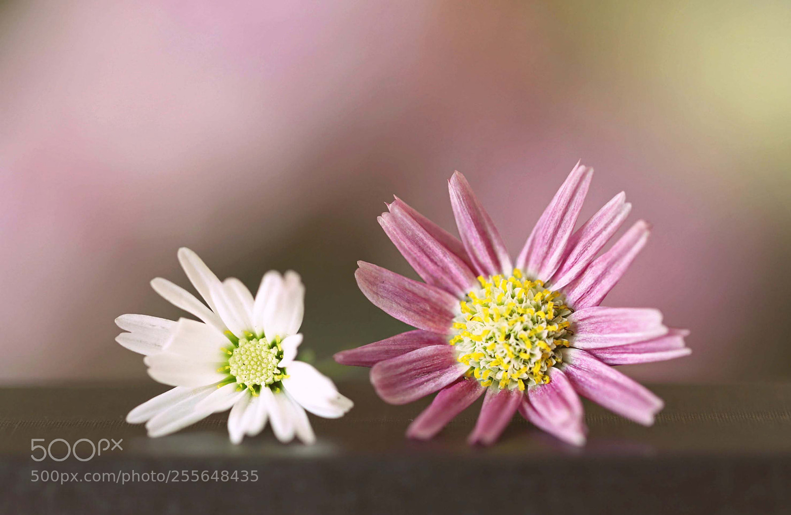 Canon EOS 6D Mark II sample photo. Chrysanthemum sisters photography