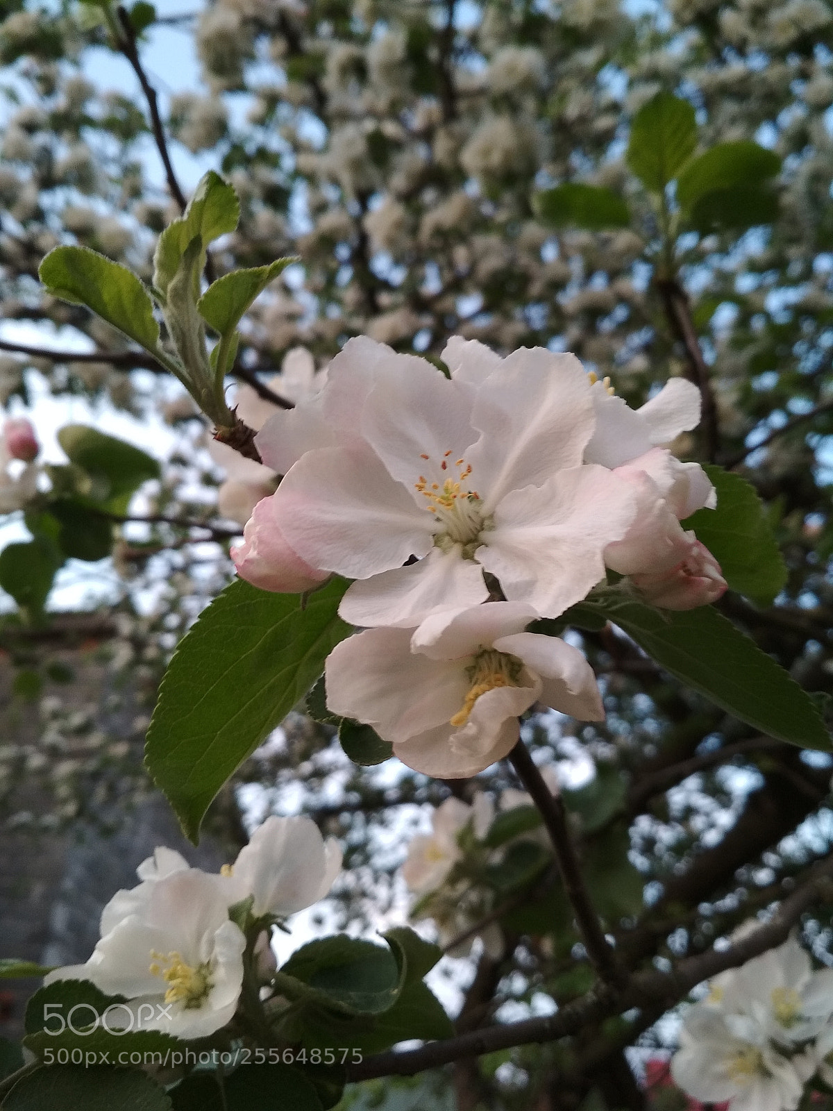 Xiaomi Redmi 4X sample photo. Untitled photography