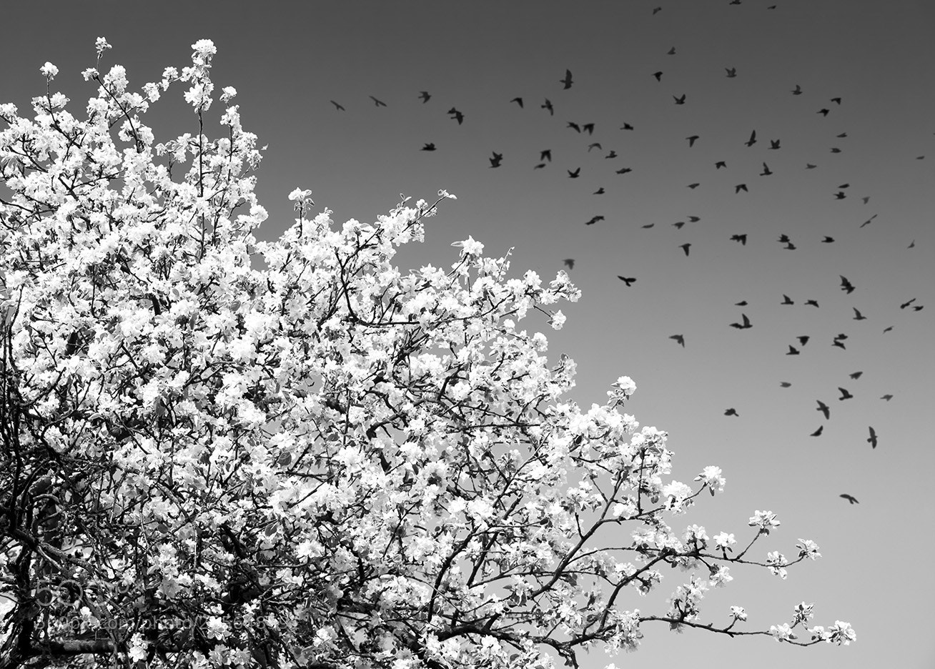 Canon EOS 700D (EOS Rebel T5i / EOS Kiss X7i) sample photo. Spring sketch photography