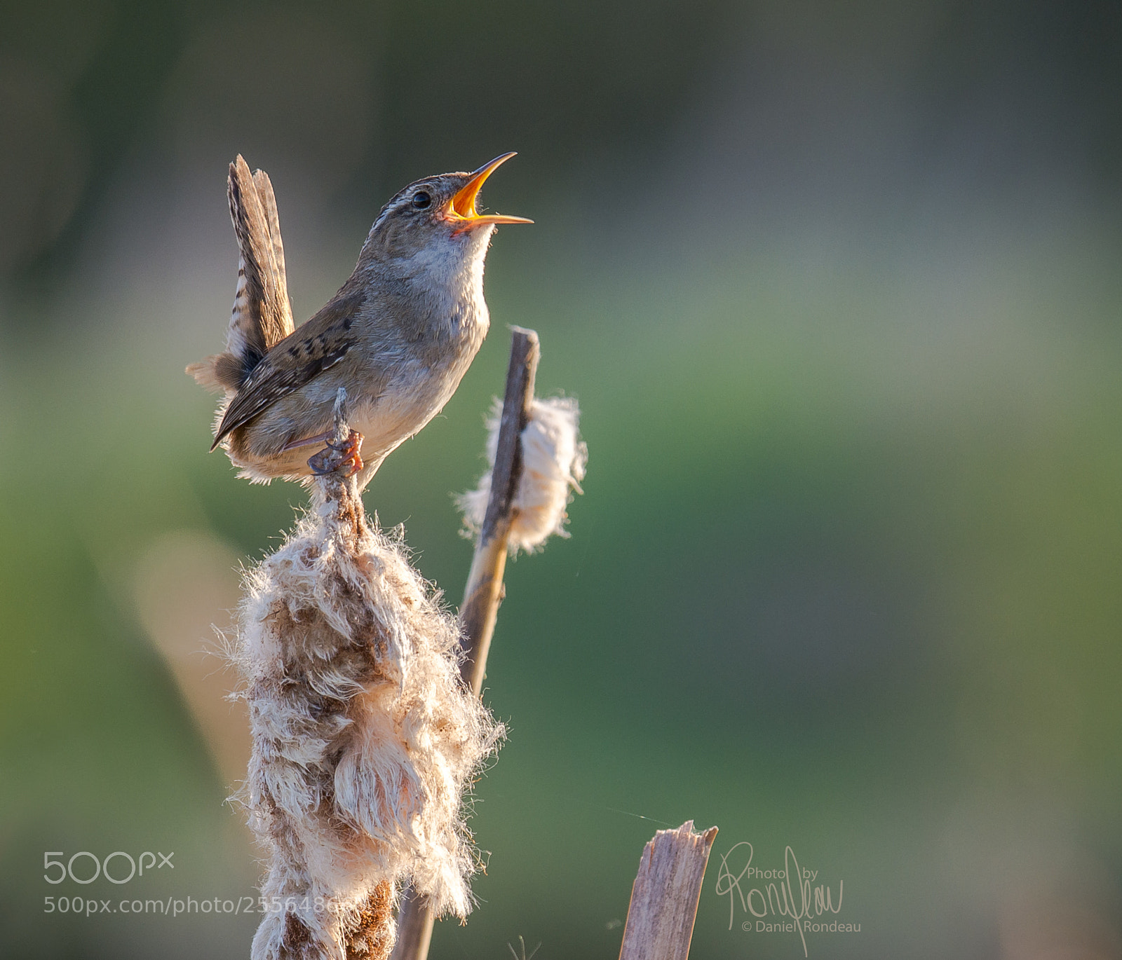 Nikon D7200 sample photo. Marsh wren calling out photography