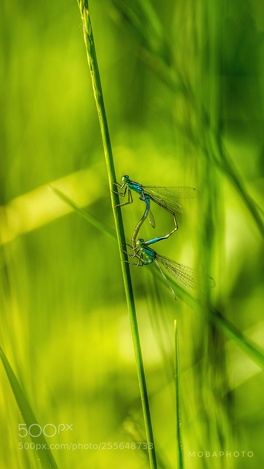 Nikon D3300 sample photo. Contact photography