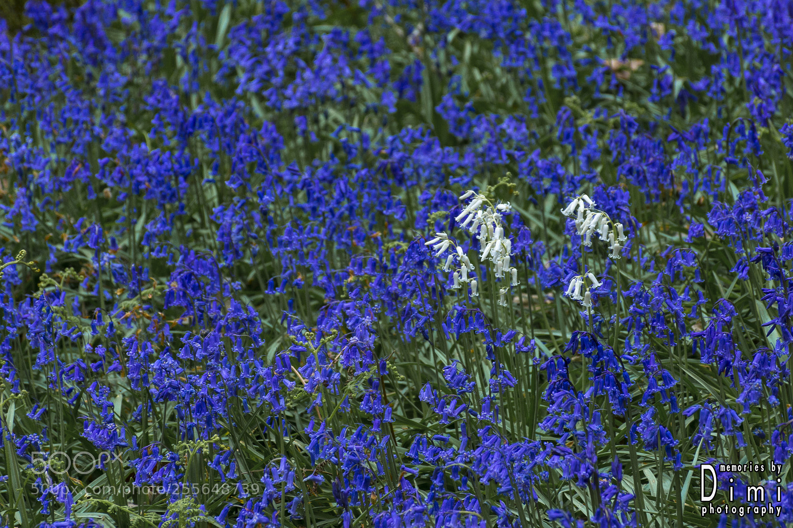 Nikon D7200 sample photo. Try to be different photography