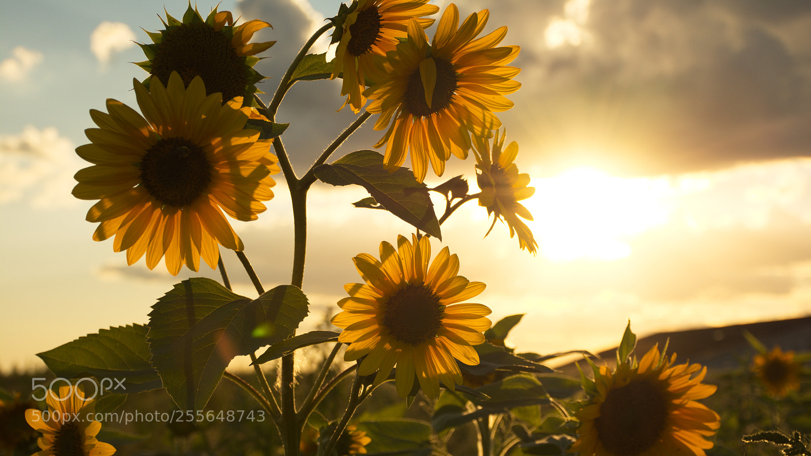 Nikon D7100 sample photo. Sunflower in in set photography