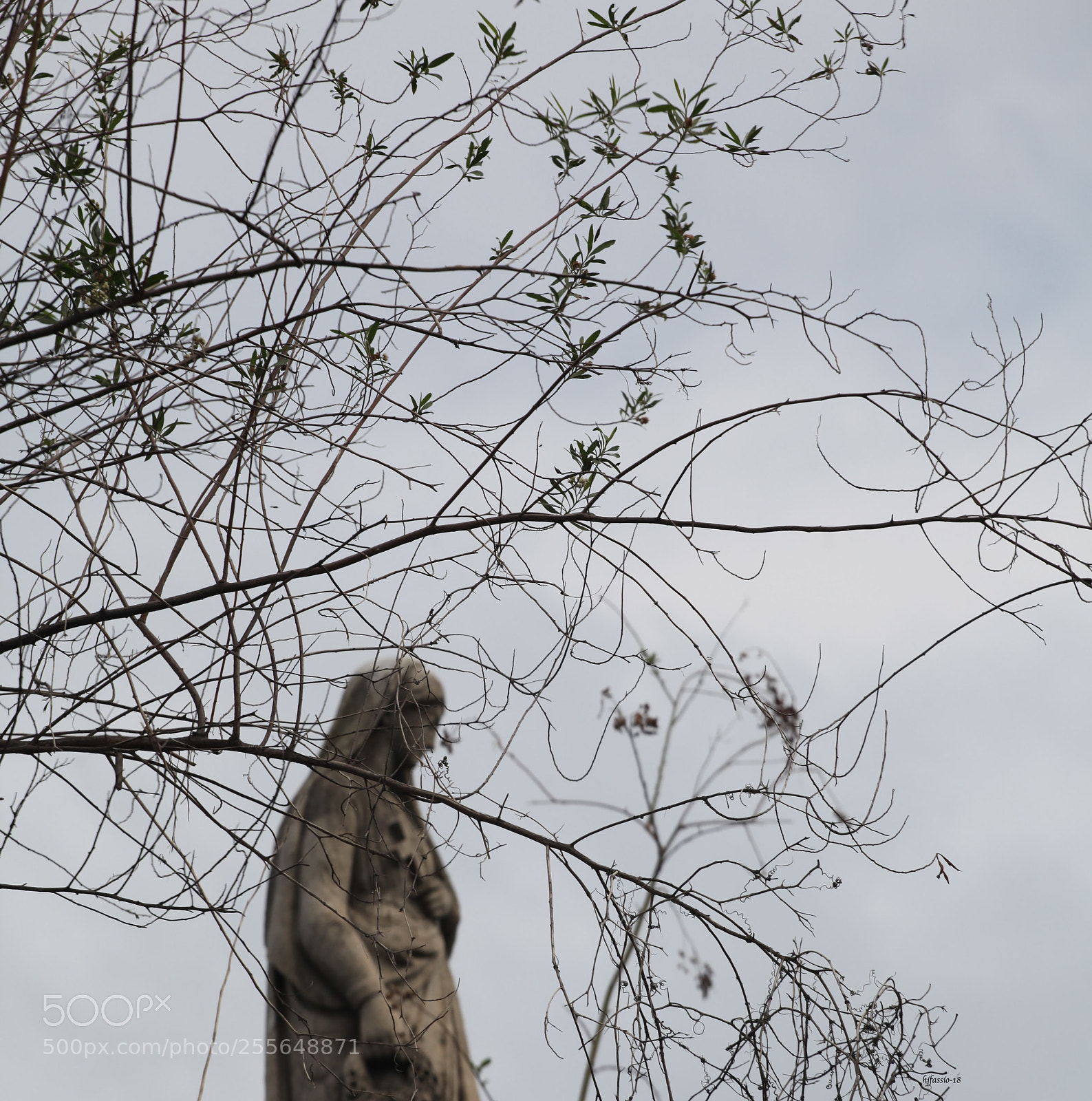 Canon EOS 5D Mark II sample photo. Entre ramas photography
