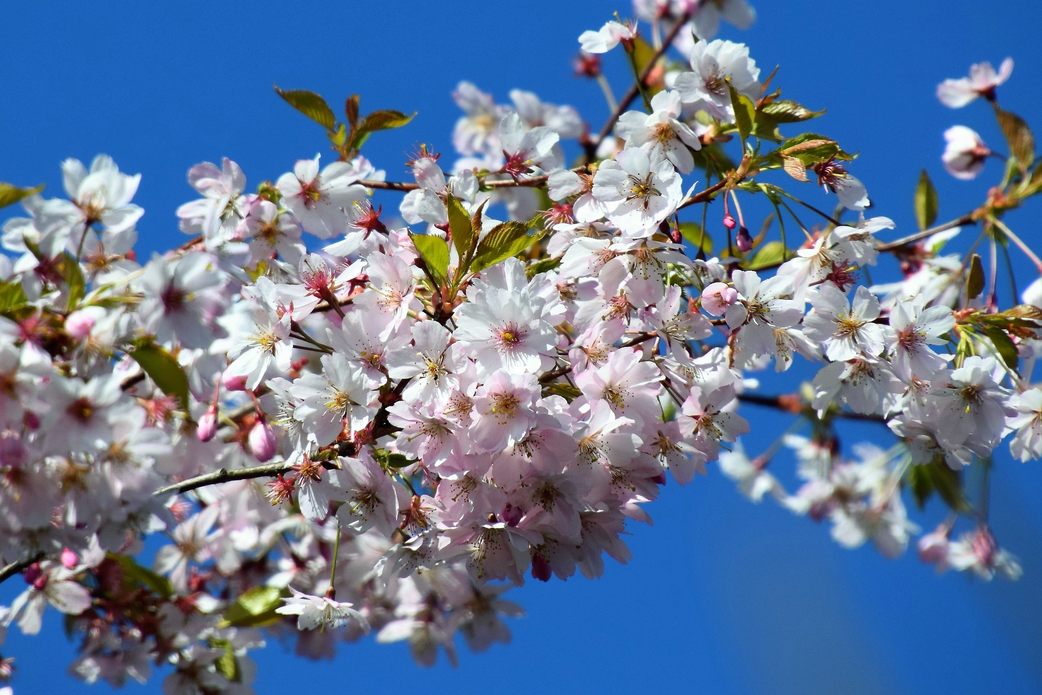 Nikon D3300 sample photo. Blüten im frühling photography